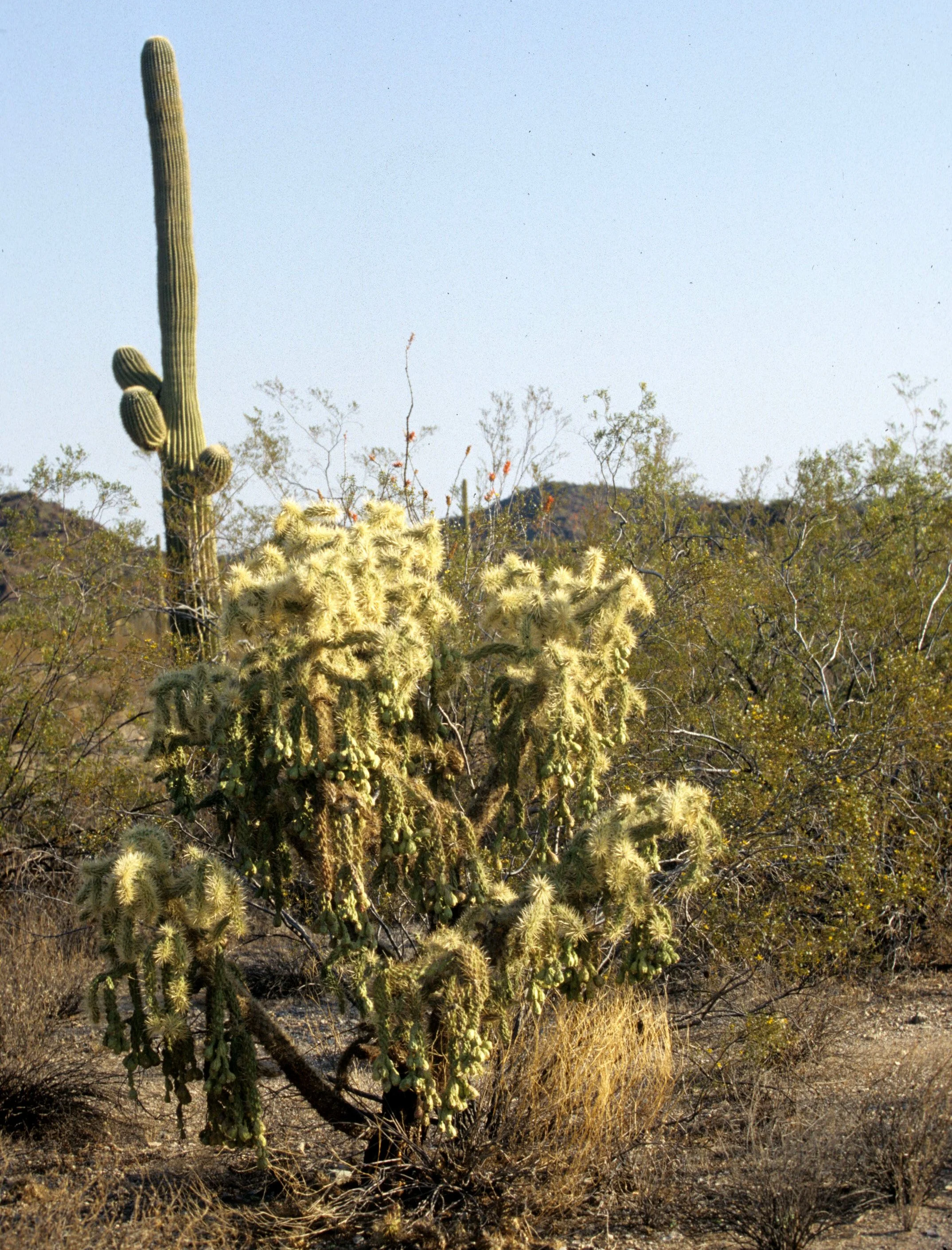 ORGAN PIPE CACTUS NP - OPUNTIA BIGLOVII - TEDDYBEAR CHOLLA A.jpg