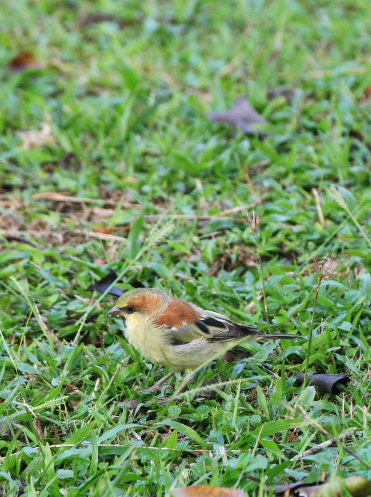 Plain-backed Sparrow (Passer flaveolus) Khao Yai NP Thailand (6).JPG