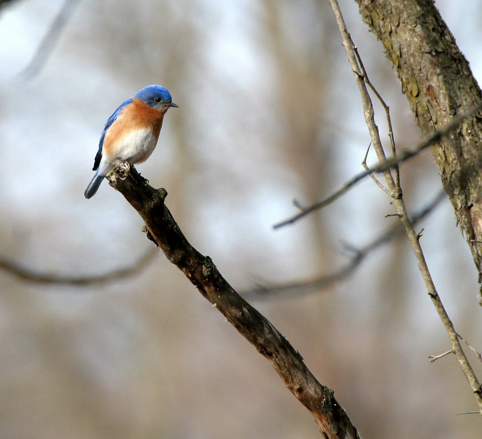 Eastern Bluebird (Sialia sialis) Lincoln Marsh Wheaton Illinois (10).JPG