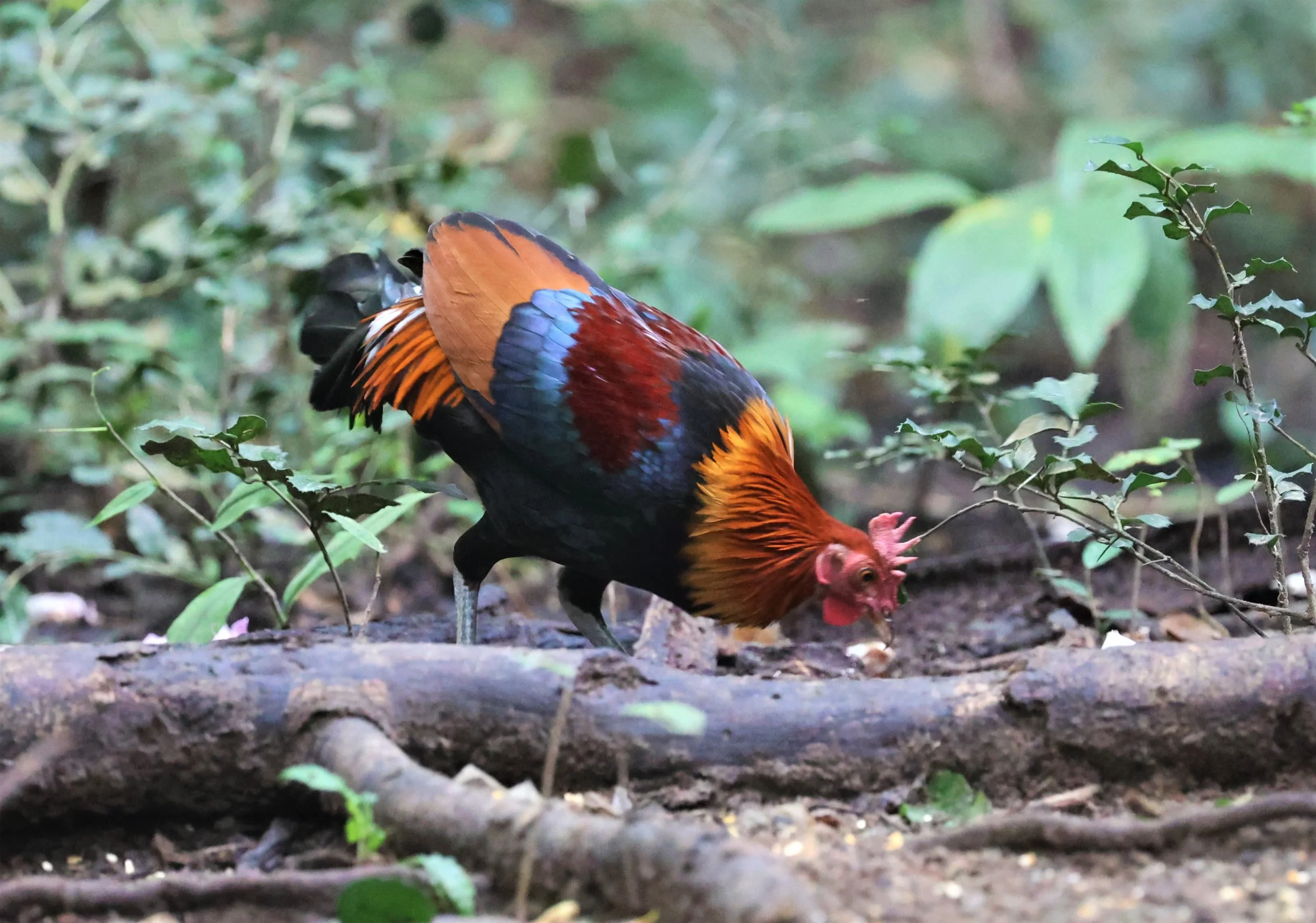 Cuff Galluses Genus Gallus, Jungle Fowl — Coke Smith Wildlife