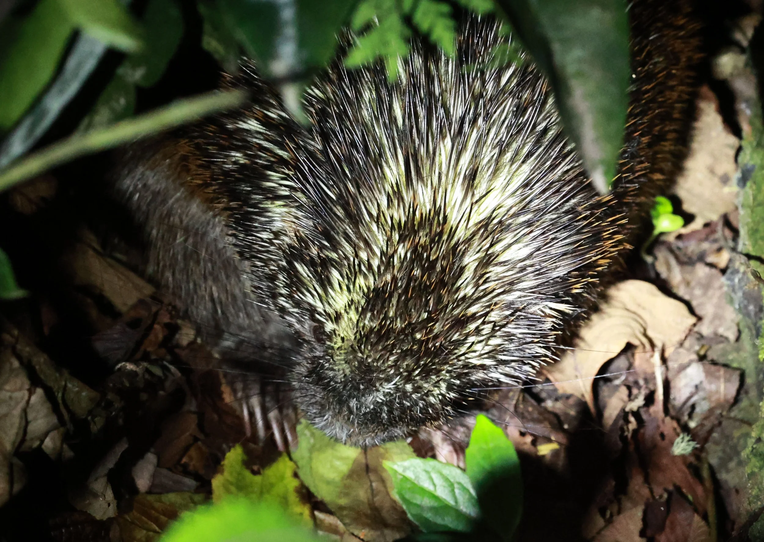 Genus Coendou. South American Porcupines — Coke Smith Wildlife