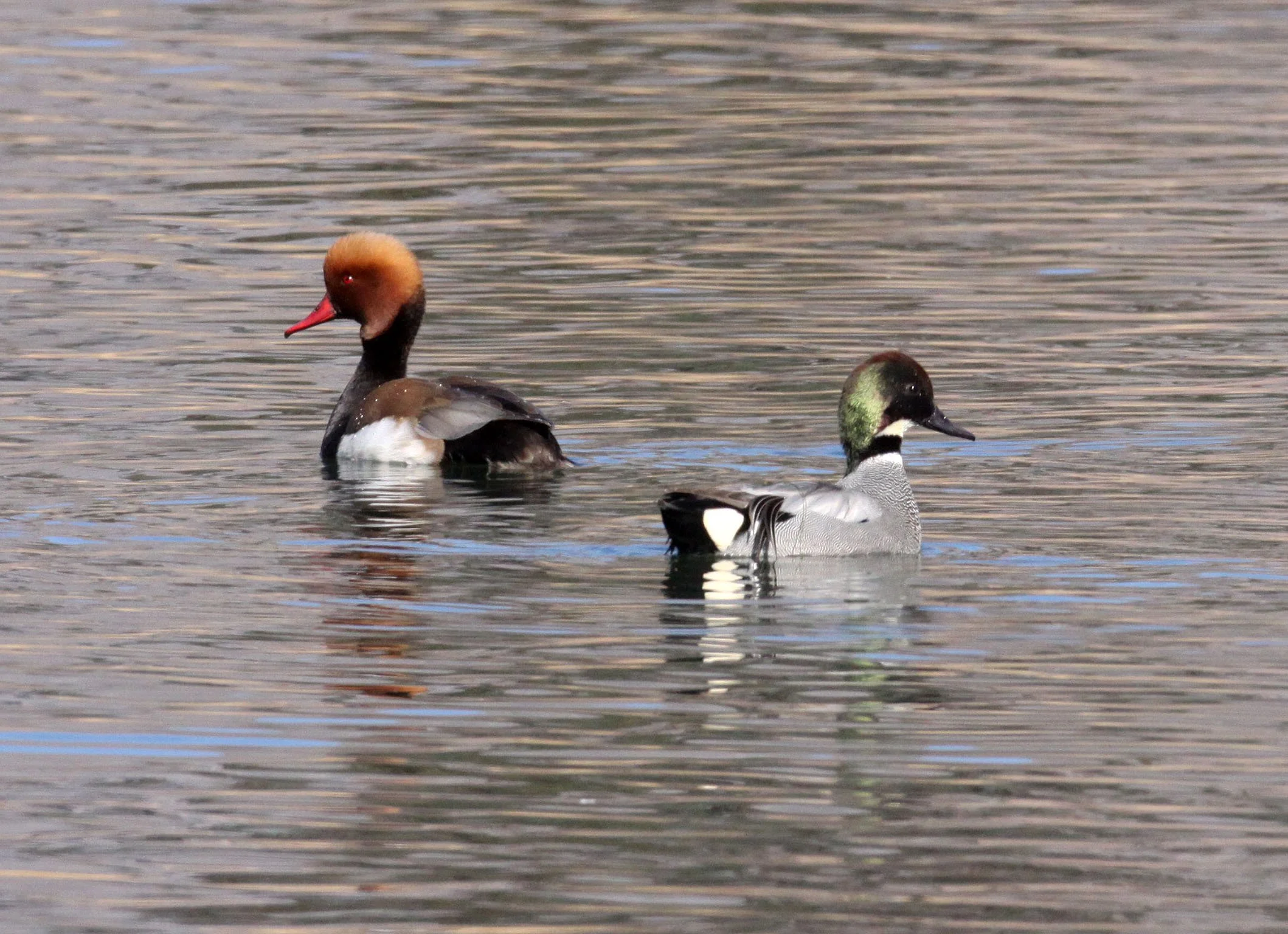 TEAL - FALCATED DUCK (TEAL) - Mareca falcata - WITH RED-CRESTED POCHARD (Netta rufina) - CAO HAI WETLANDS PARK YUNNAN CHINA (34).JPG