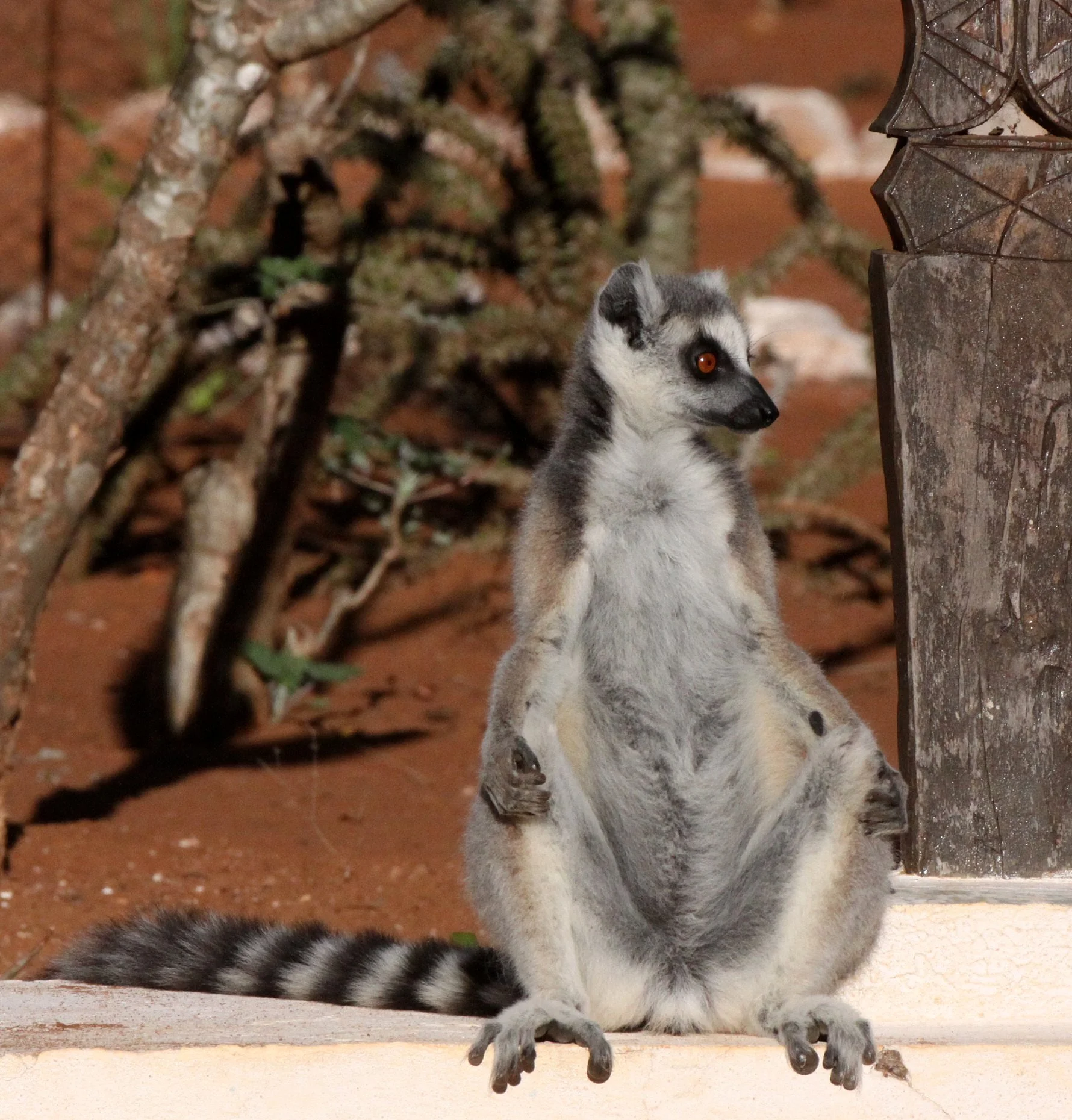 LEMURIDAE - Lemur catta - RING-TAILED LEMUR - BERENTY RESERVE MADAGASCAR (64).JPG