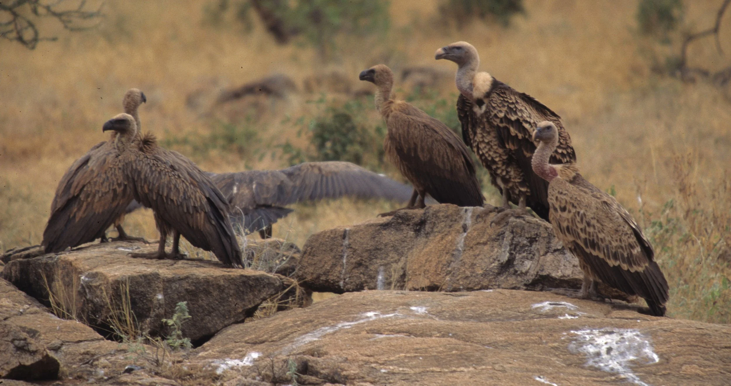 BIRDS - VULTURE - EUROPEAN WITH WHITE BACKED - SHABA.jpg