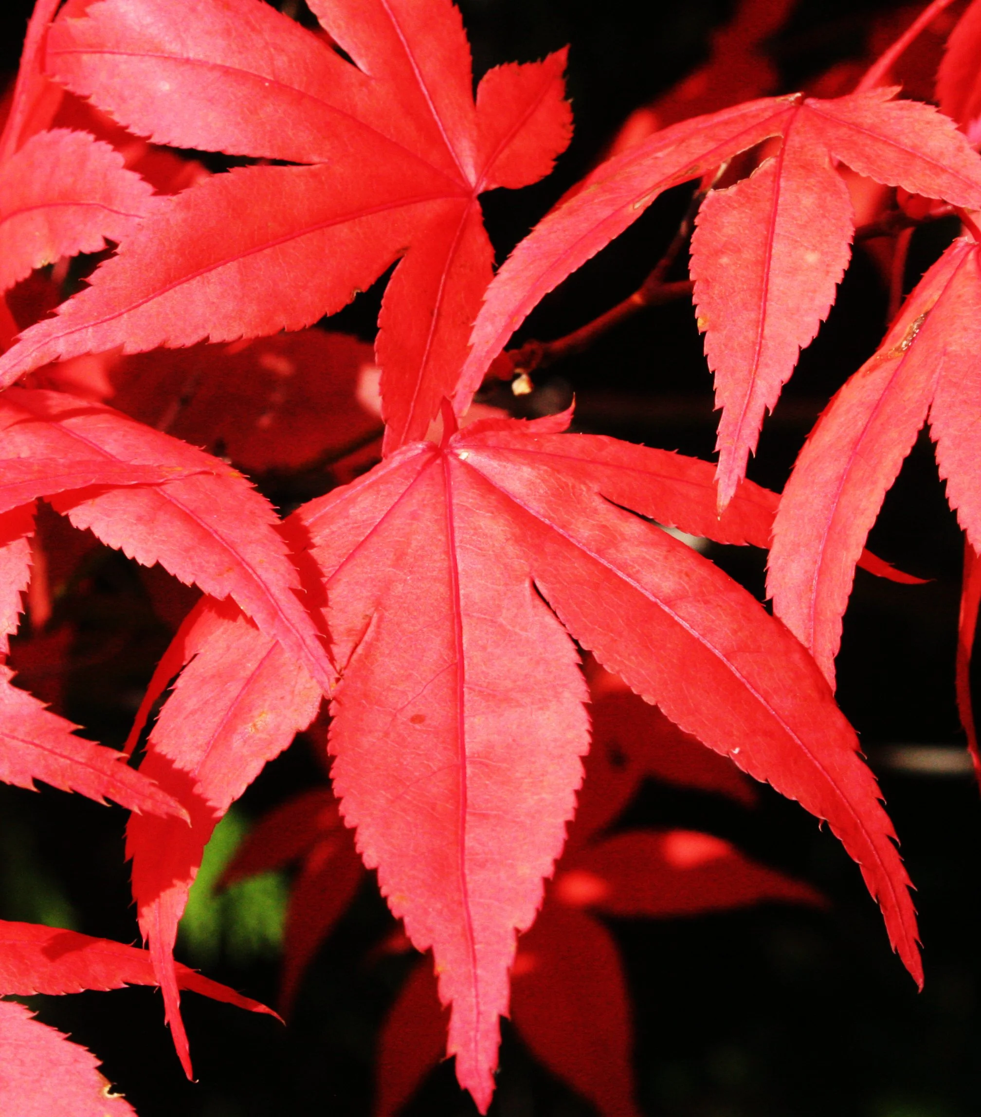 2008-10-26 MAPLE AND MERLOT - ELWHA RIVER VALLEY WA (3).JPG