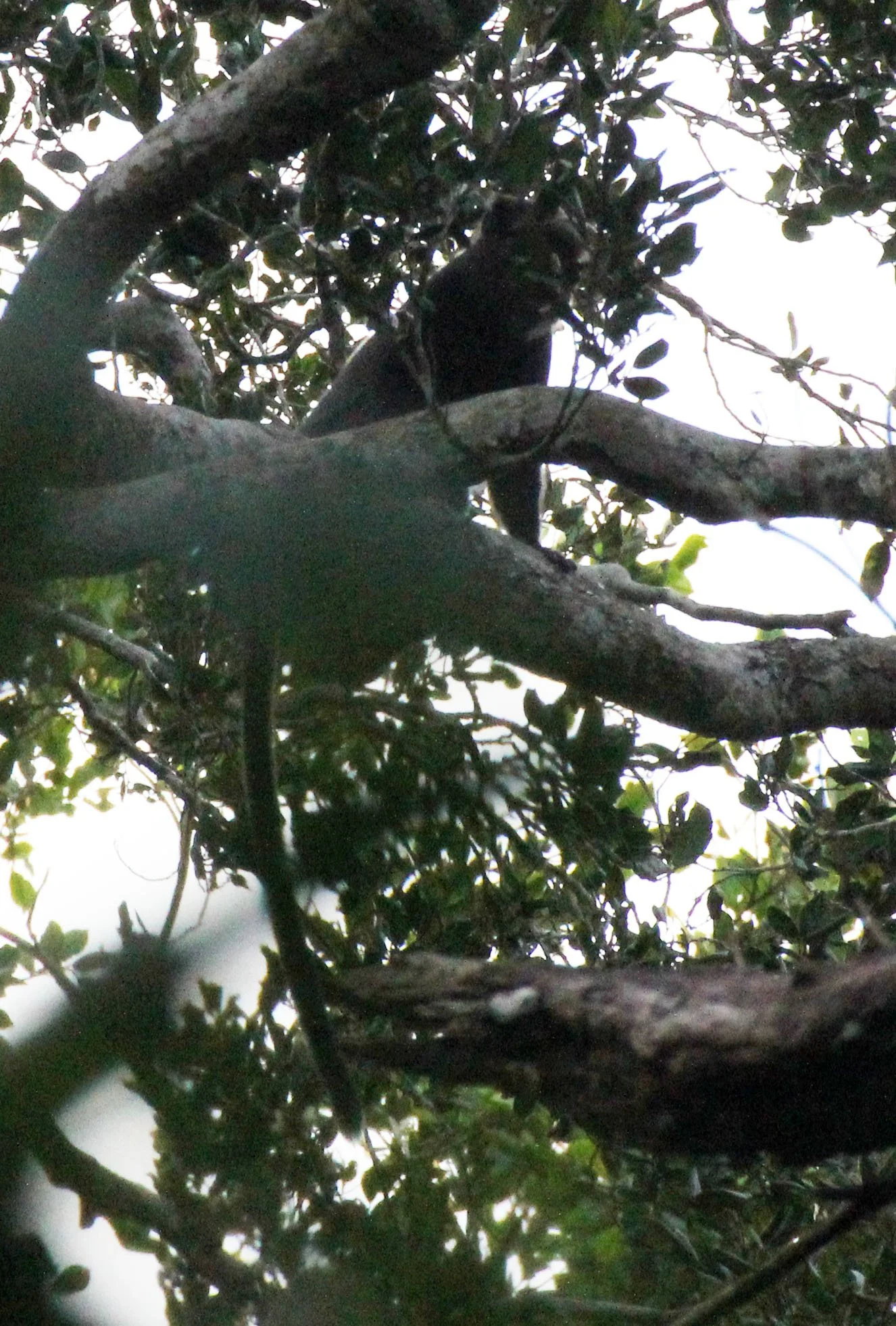 CERCOPITHECIDAE - Cercopithecus nictitans nictitans - PUTTY-NOSED MONKEY - DZANGA BAI DZANGA NDOKI NATIONAL PARK CENTRAL AFRICAN REPUBLIC (17).JPG