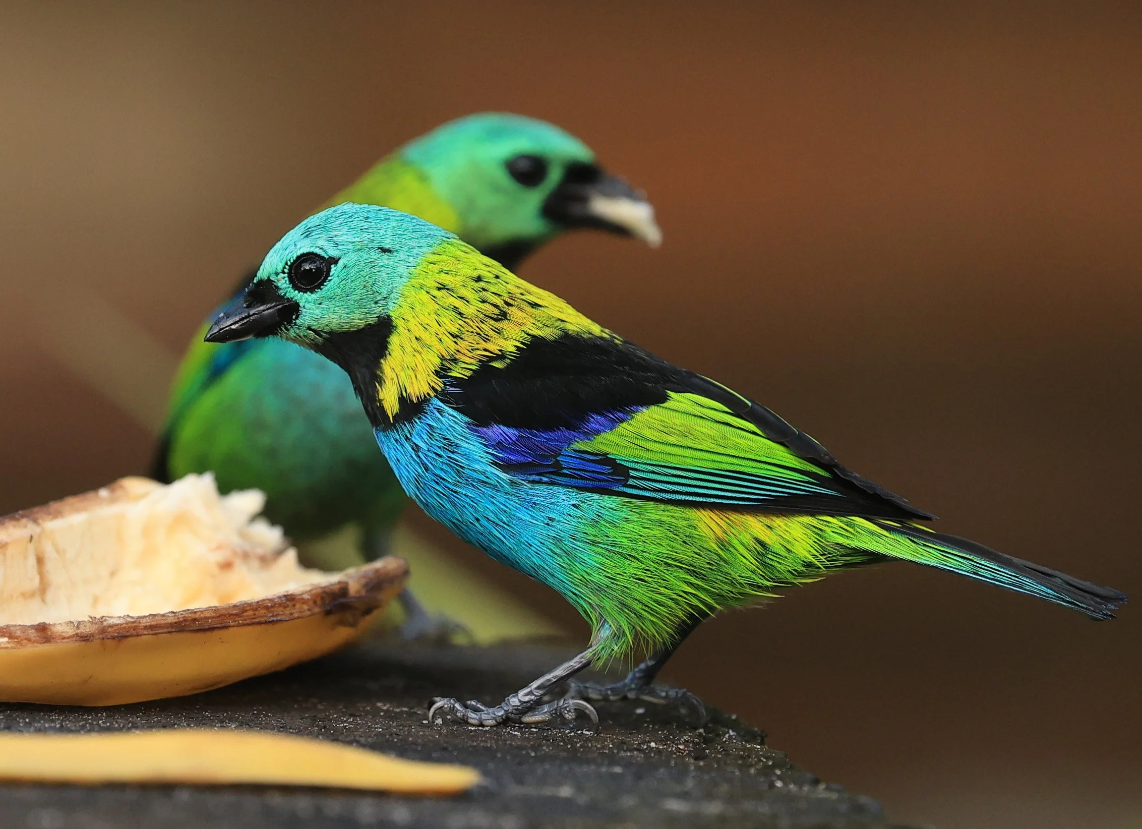 Green-headed Tanager (Tangara seledon)  Superagui National Park, Brazil (252).jpg
