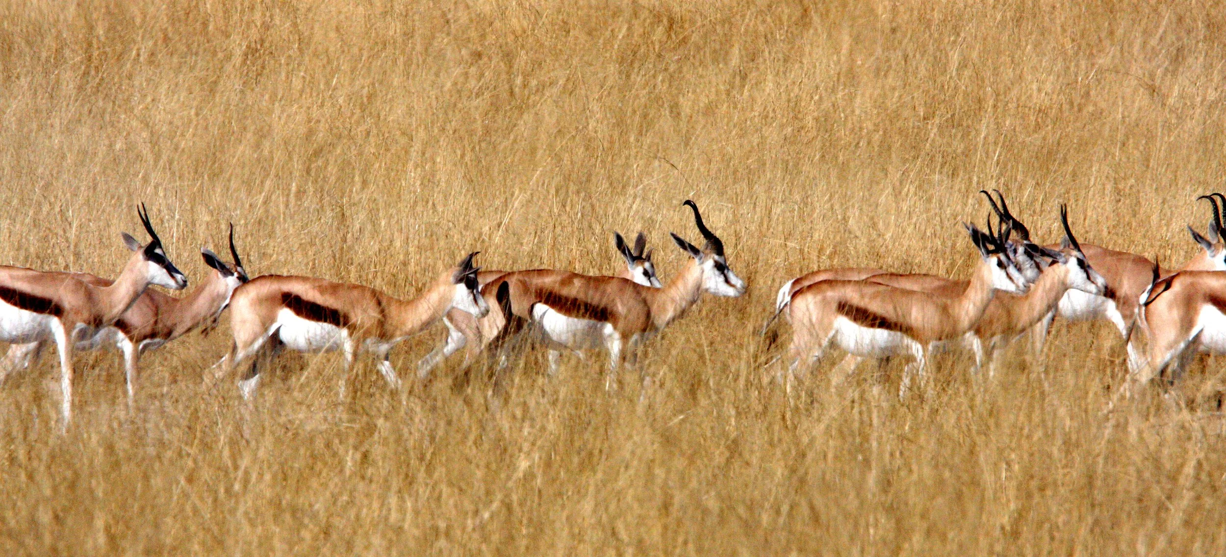 SPRINGBOK - ANGOLAN SPRINGBOK - Antidorcus angolensis - ETOSHA NATIONAL PARK NAMIBIA  (85).JPG