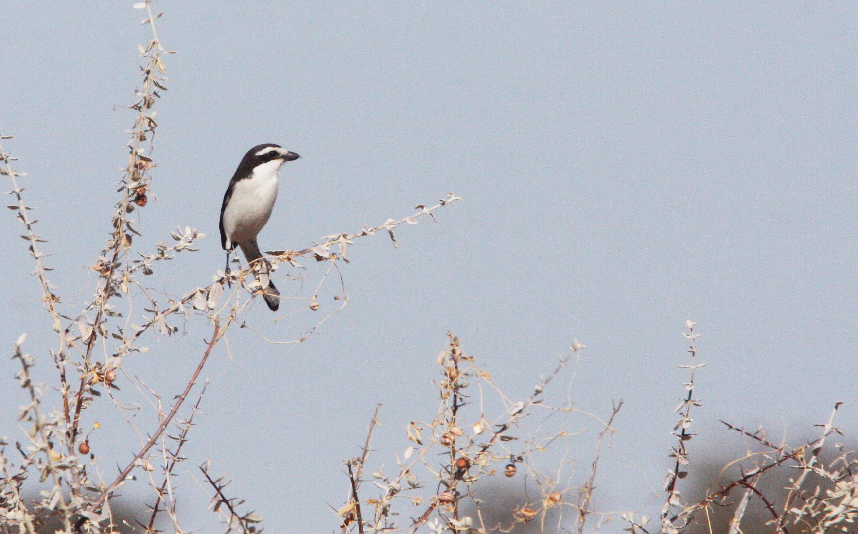 Common Fiscal Shrike (Lanius collaris) Etosha NP Namibia (1).JPG
