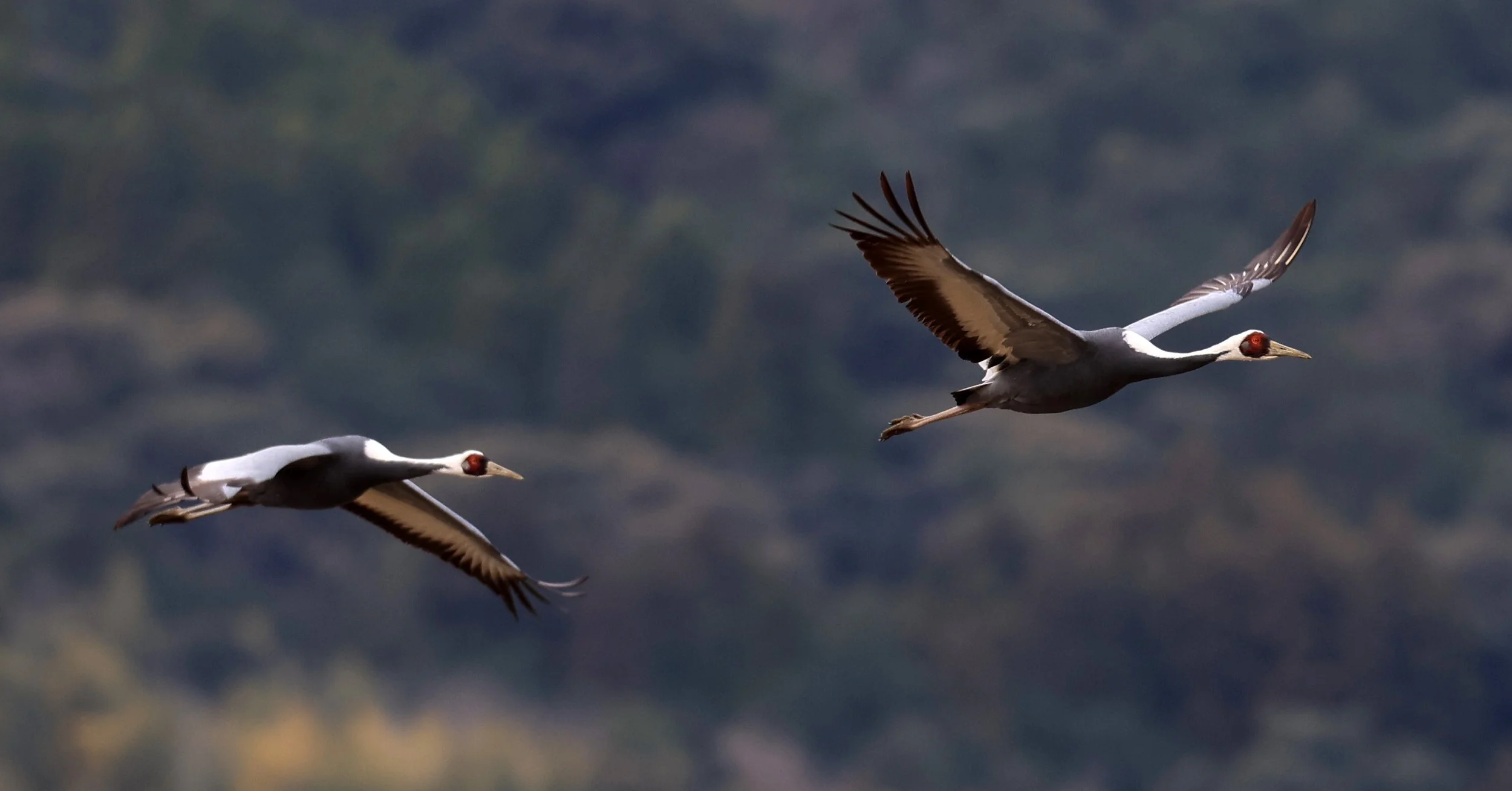 White-naped Crane (Antigone vipio) Izumi Crane Park & Center, Izumi Kagoshima Kyushu Japan (321).jpg