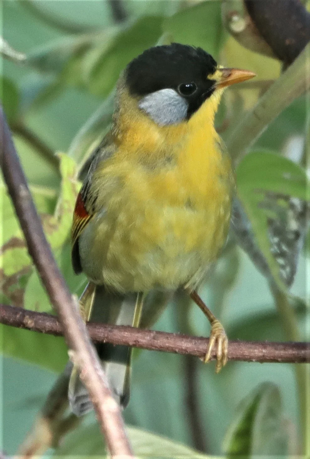 MESIA - SILVER-EARED MESIA - Leiothrix argentauris - DOI ANG KANG CHIANG MAI (36).jpg