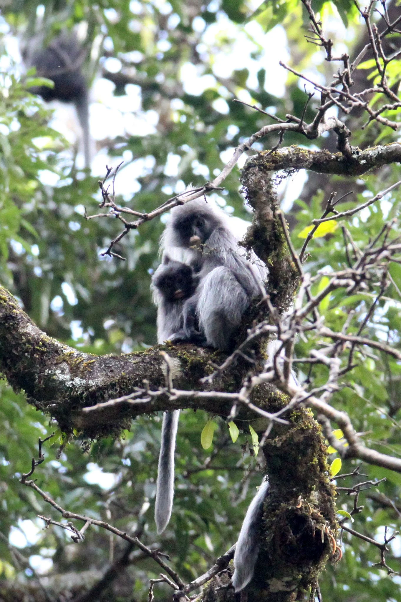 CERCOPITHECIDAE - Trachypithecus crepusculus - INDOCHINESE GRAY LANGUR - WULIANGSHAN NATURE RESERVE YUNNAN CHINA (119).JPG