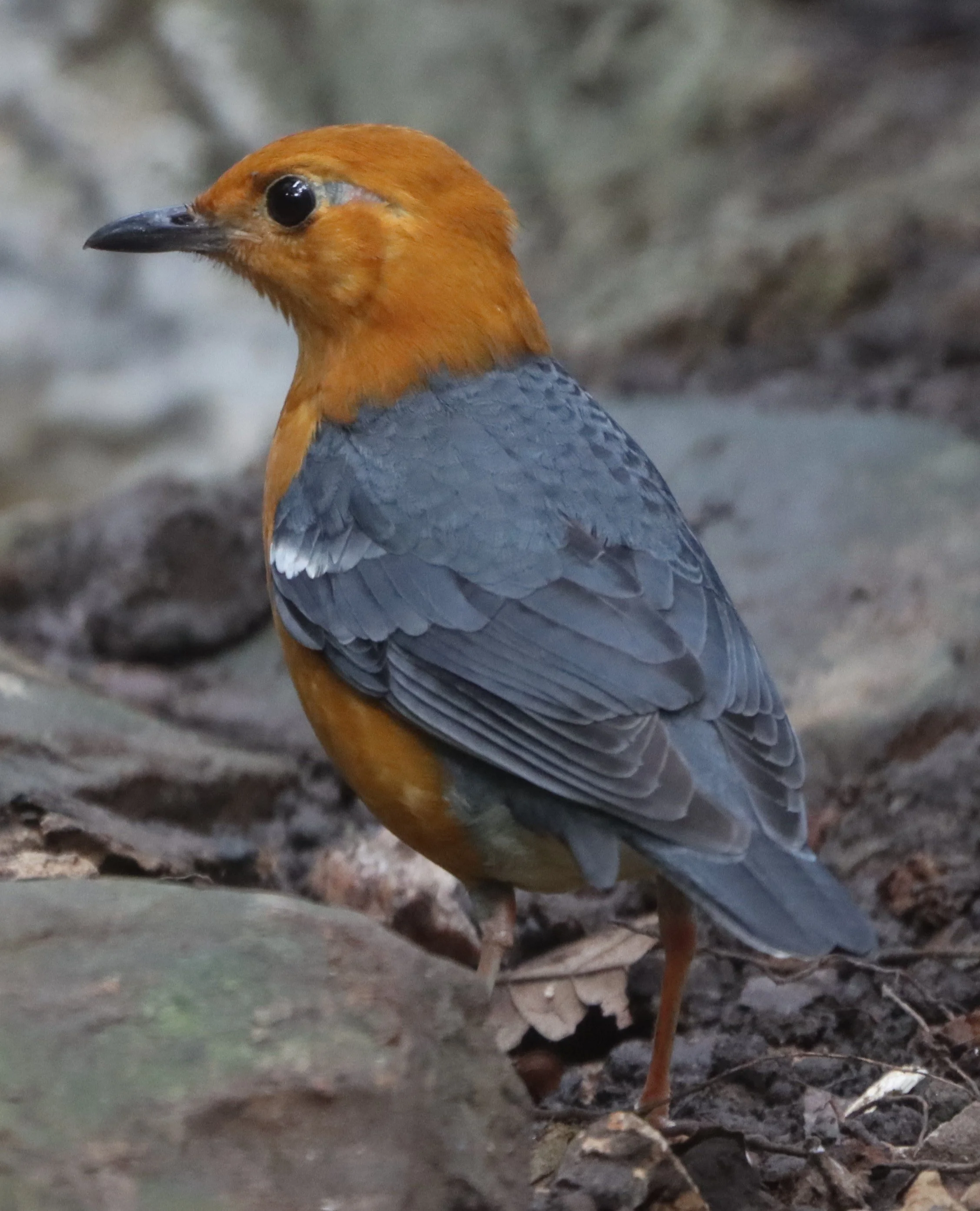 Orange-headed Thrush (Zoothera citrina) Neung Hide Kaeng Krachan NP (4).jpg