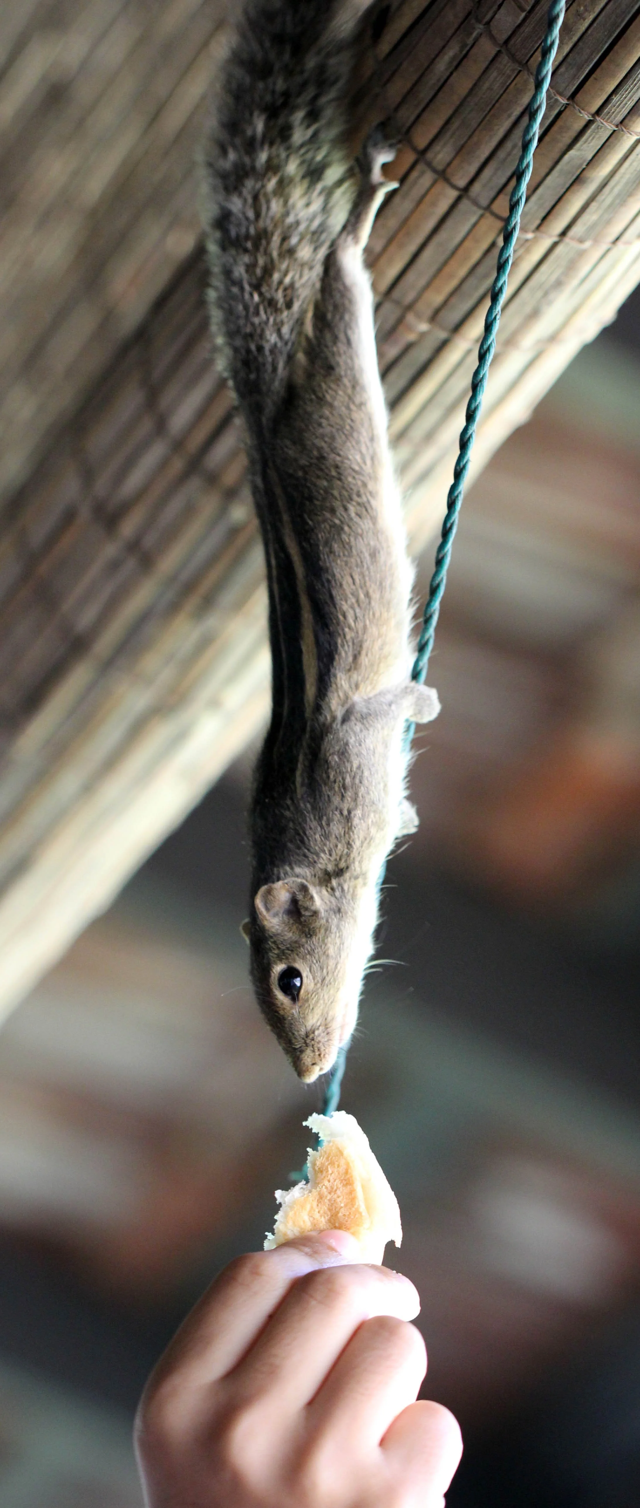 Genus Funambulus - Palm Squirrel — Coke Smith Wildlife