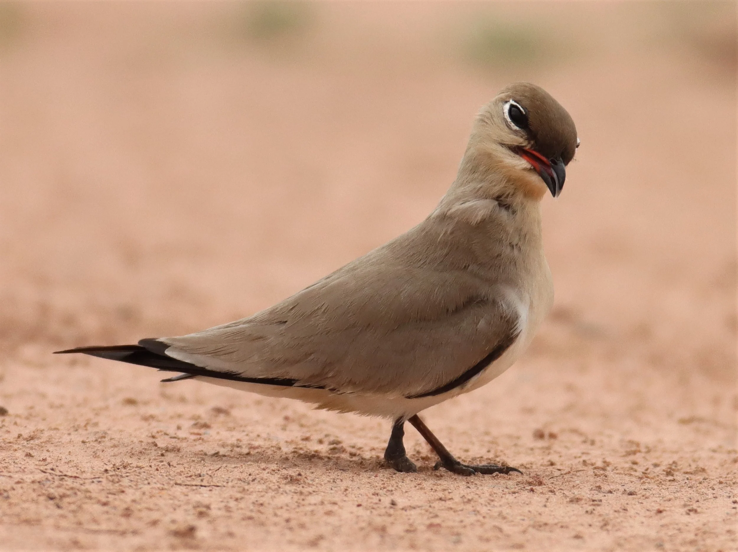 PRATINCOLE - SMALL PRATINCOLE - Glareola lactea - KABIN BURI WETLANDS 15KM OUT ON 304 (65).jpg