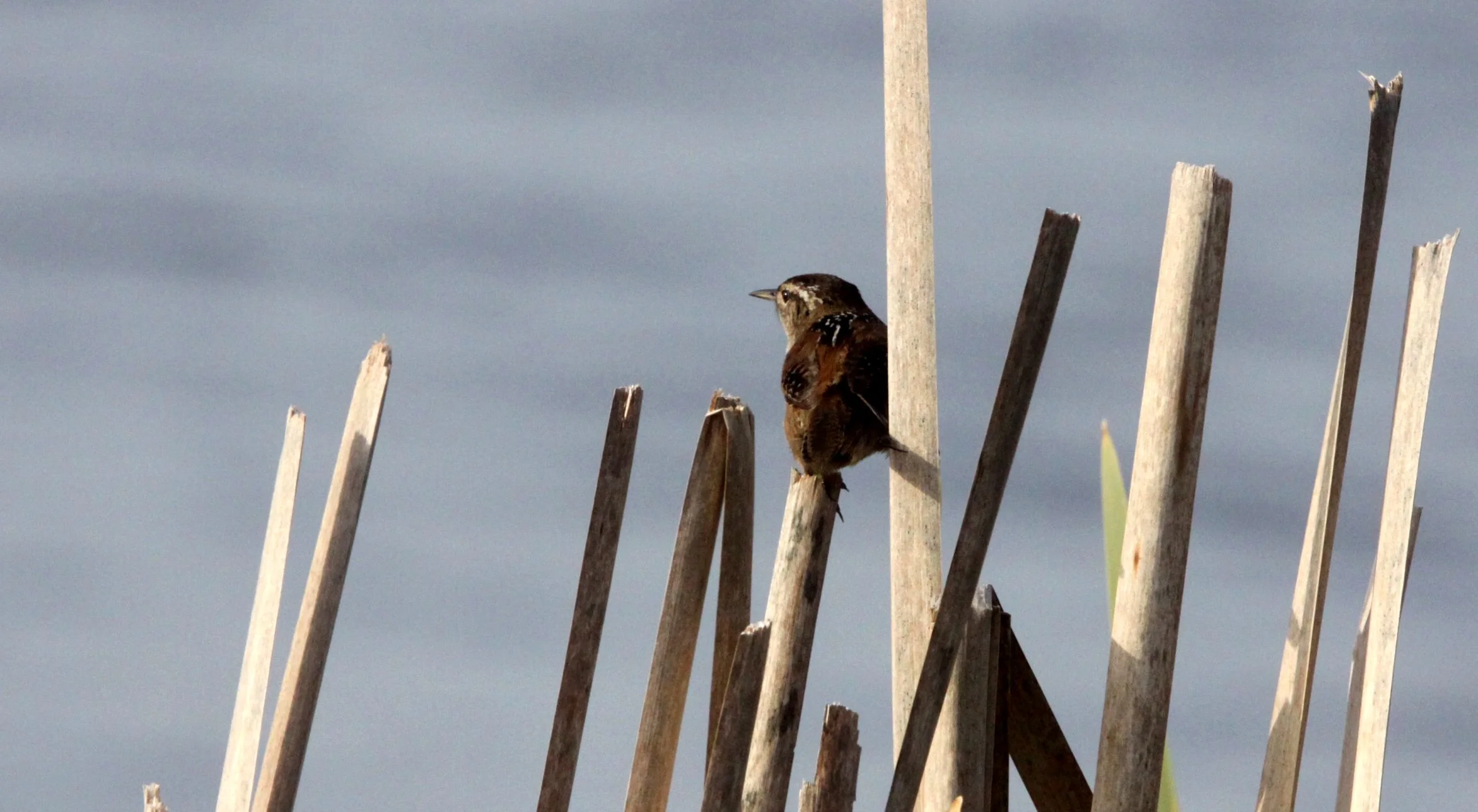 BIRD - WREN - MARSH WREN - ARCATA MARSH CALIFORNIA.JPG