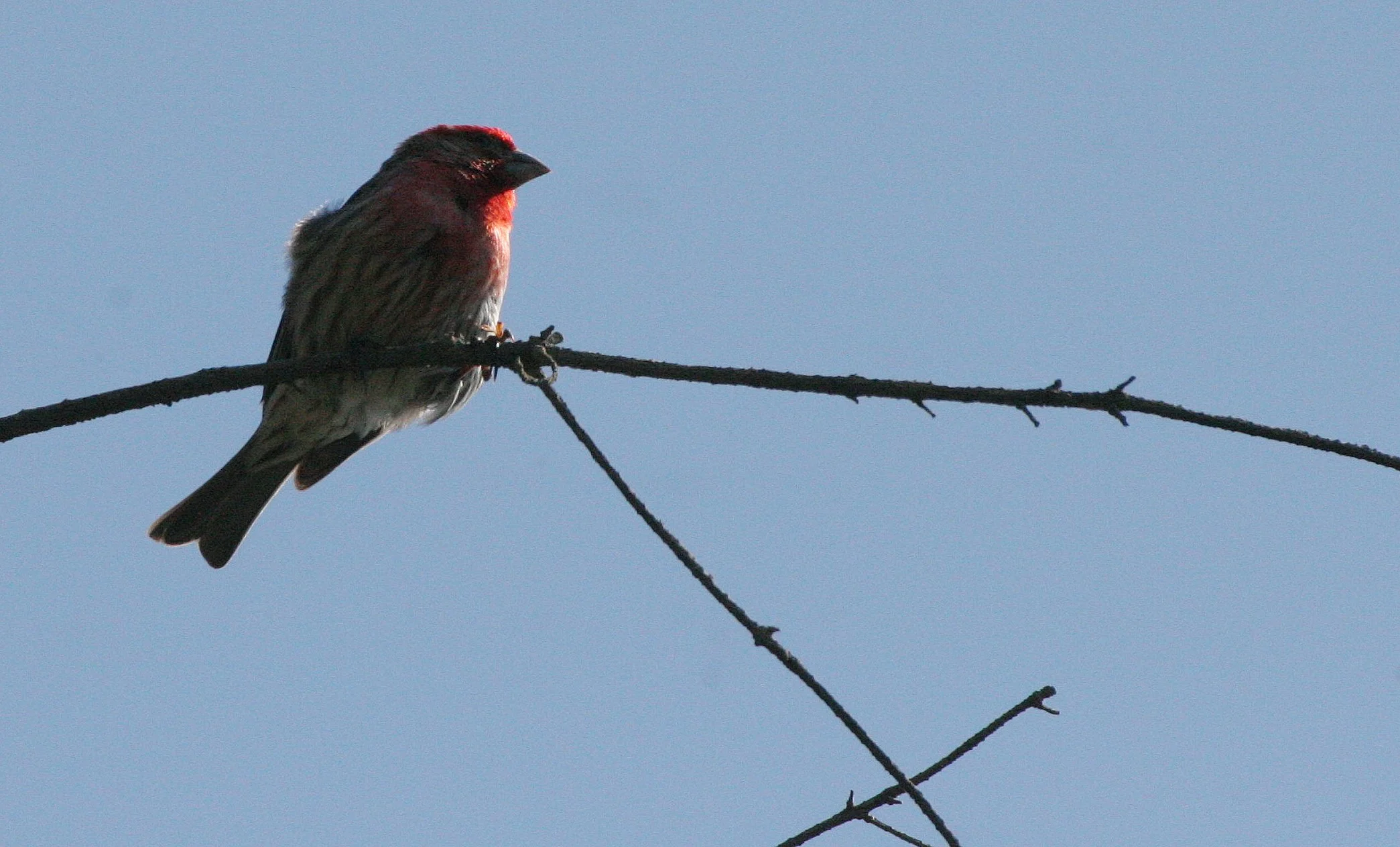 House Finch (Haemorhous mexicanus) Loreto Baja Mexico (14).jpg