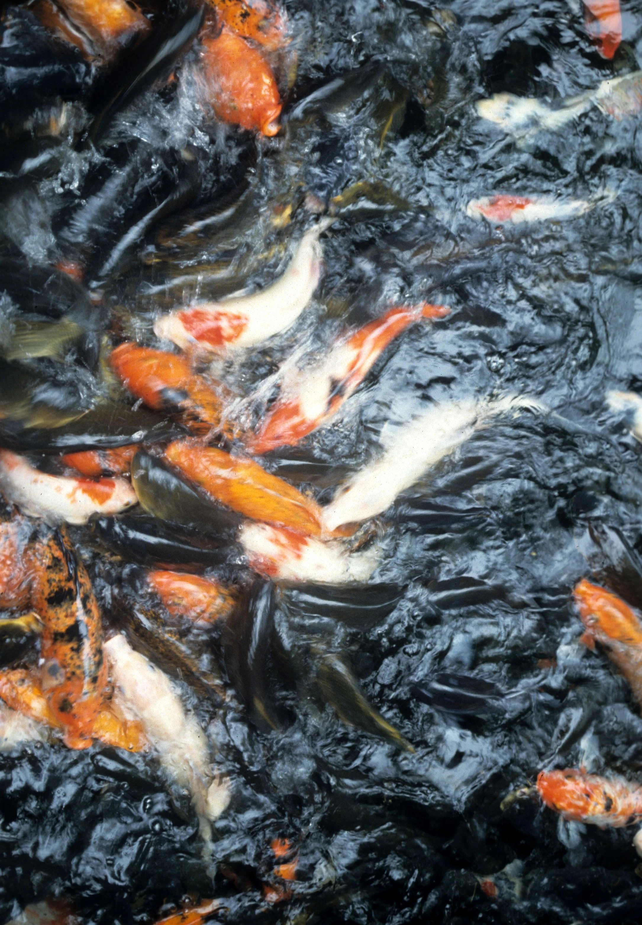 FISH - KOI - HAWAII.jpg