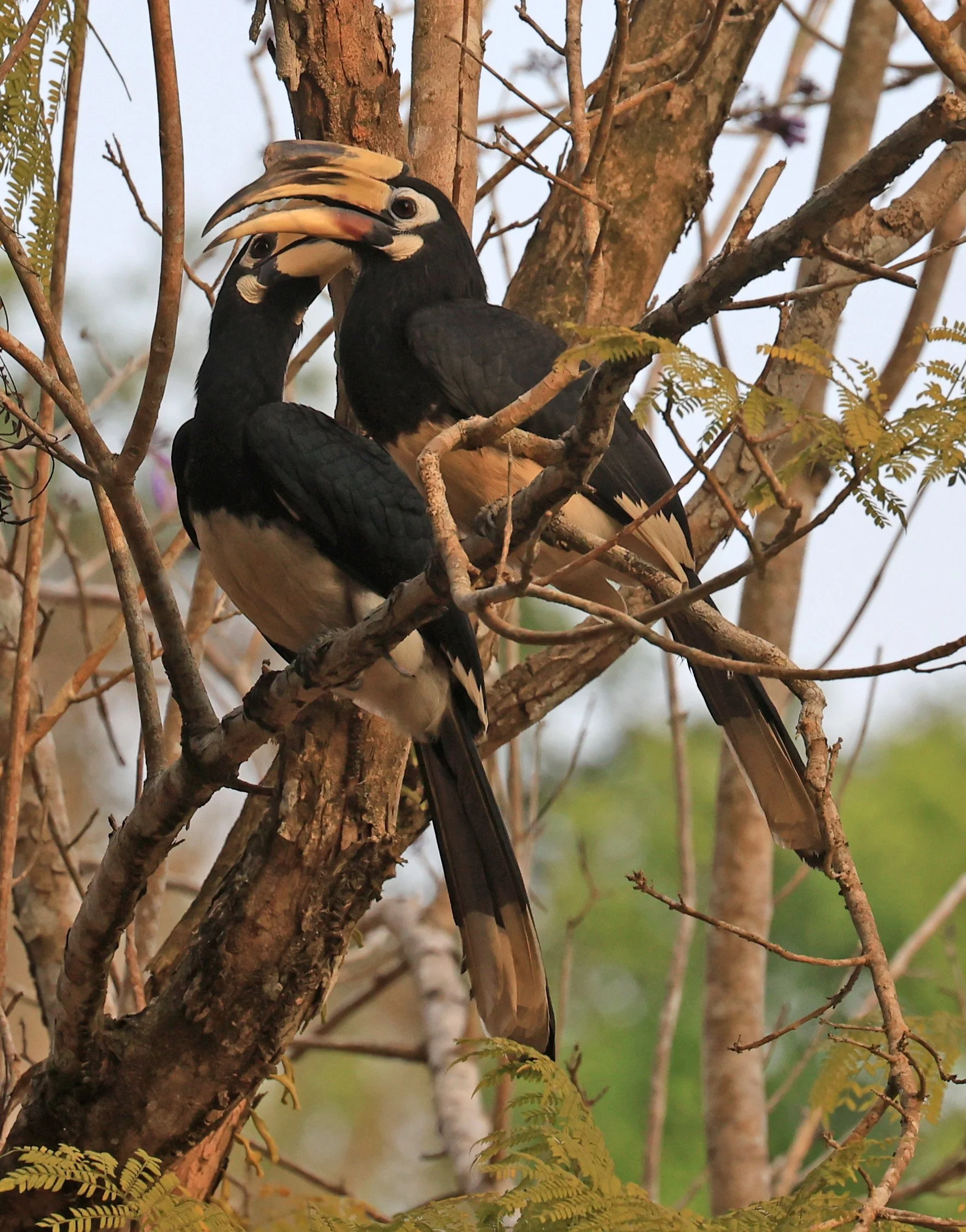 Oriental pied hornbill (Anthracoceros albirostris) Khao Yai National Park Feb 2026