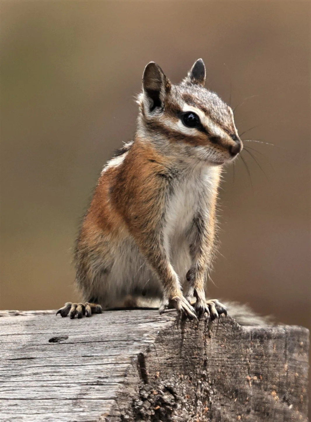 Neotamias Genus Neotamias Western Chipmunks — Coke Smith Wildlife