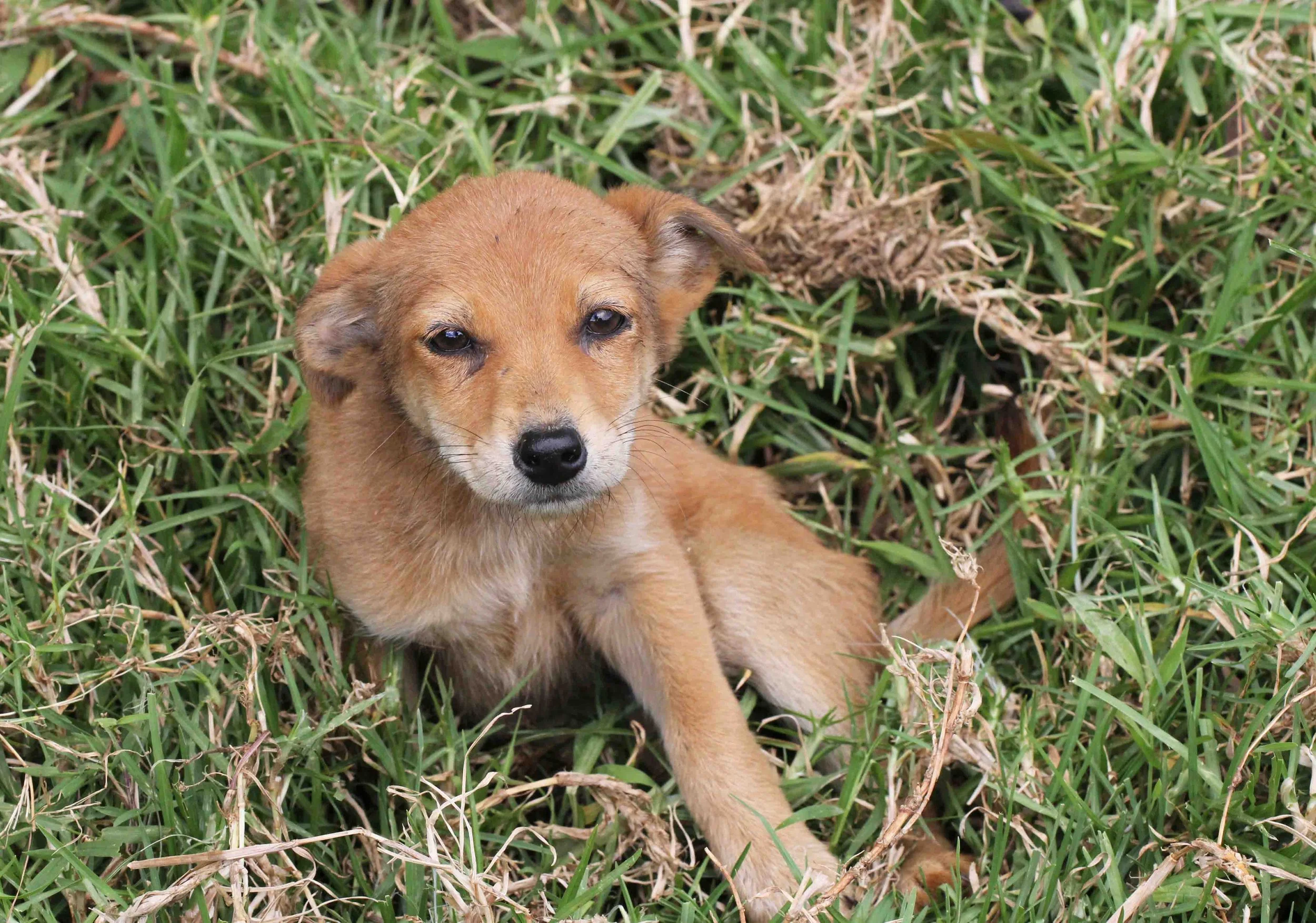 NUWARA ELIYA， HORTON PLAINS NATIONAL PARK,  SRI LANKA (44).JPG