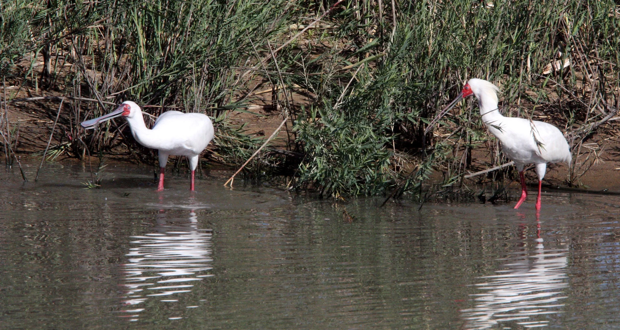 SPOONBILL - AFRICAN SPOONBILL - Platalea alba - KRUGER NATIONAL PARK SOUTH AFRICA (6).JPG