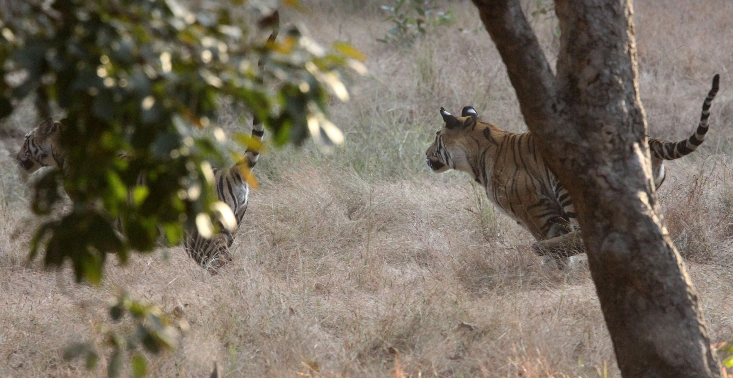 Panthera tigris tigris - BENGAL TIGER - BANDHAVGAR NATIONAL PARK MADHYA PRADESH INDIA (33).JPG