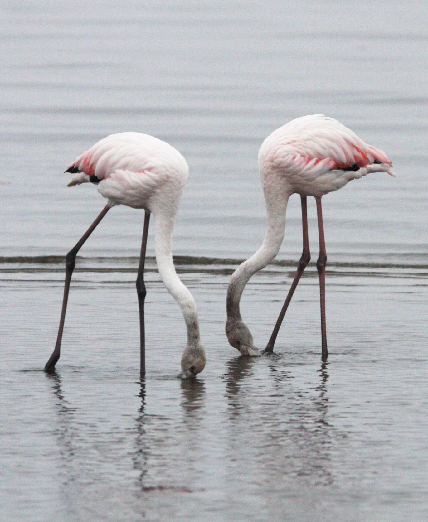 Phoenicopterus roseus - Greater Flamingo - Walvis Bay Namibia (13).JPG