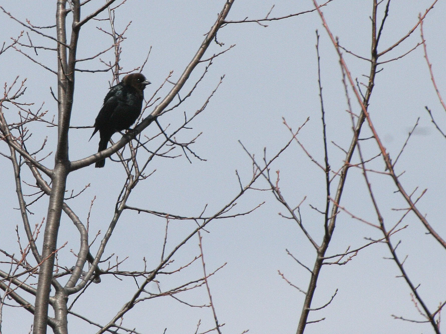 Brown-headed Cowbird (Molothrus ater) Springbrook Forest Preserve Illinois (2).JPG