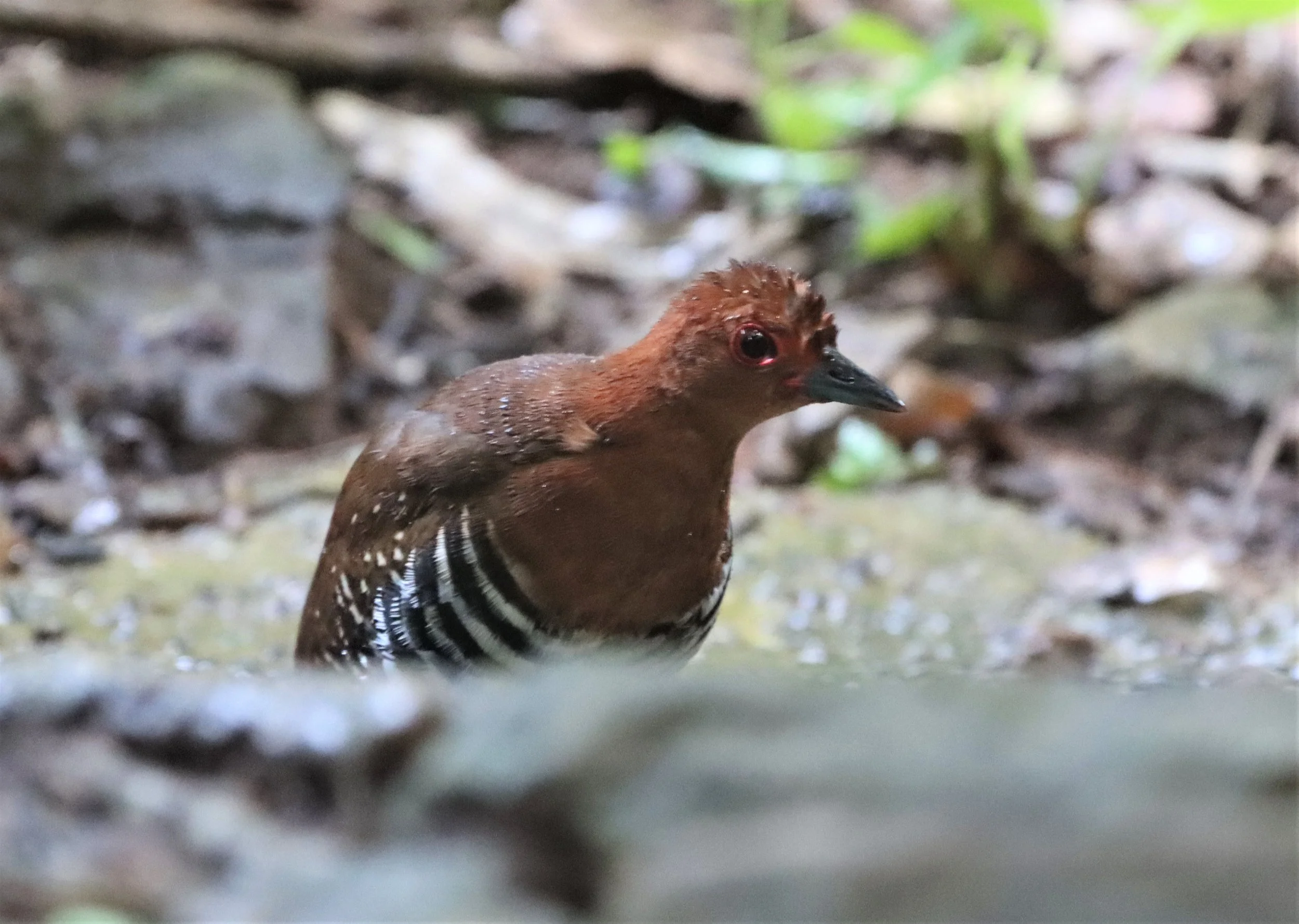 Redlegged Crake (Rallina fasciata) Neung Hide nr Kaeng Krachan NP