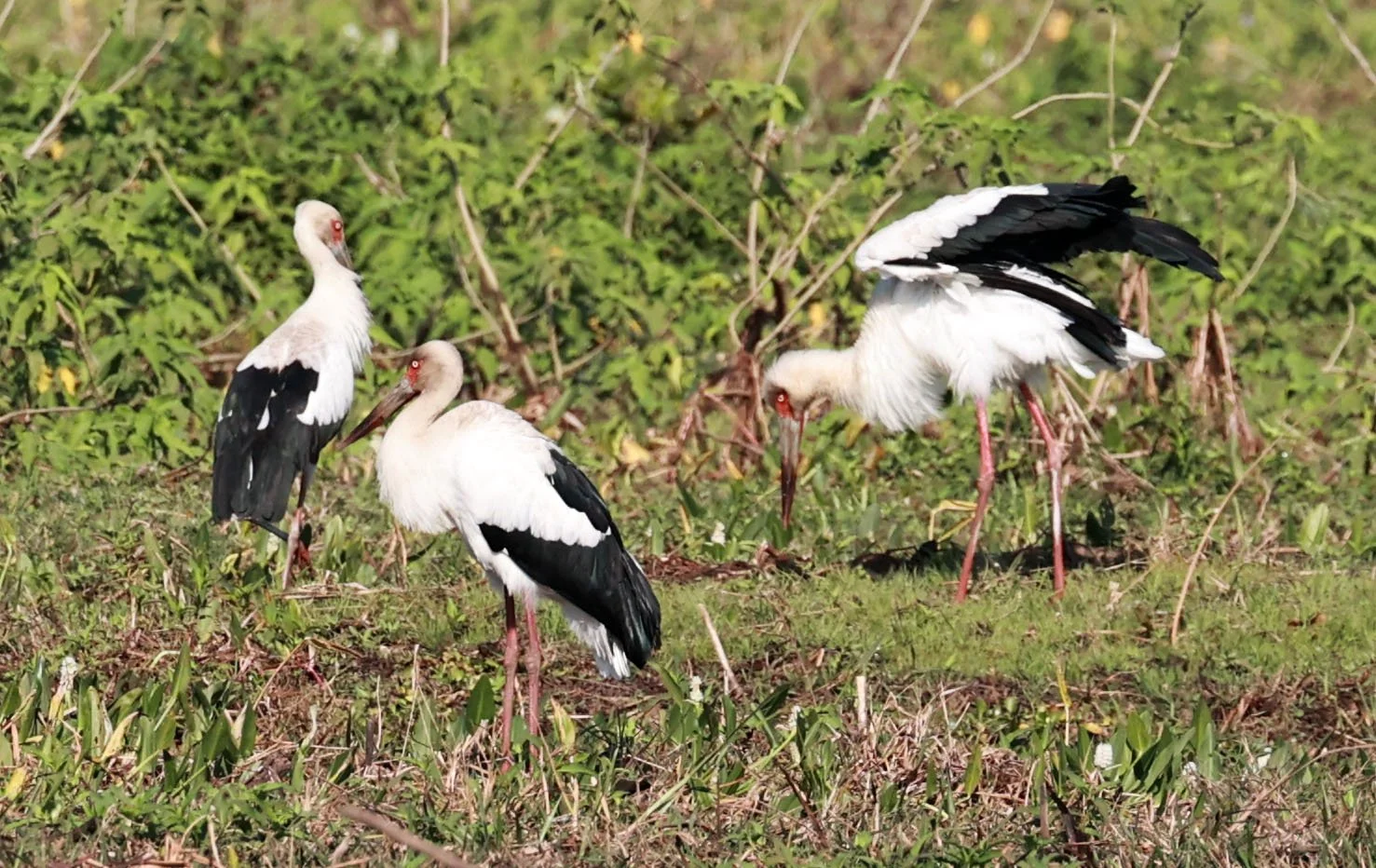 Stork - Maguari Stork - Ciconia maguari - Pantanal - Mato Grosso, Transpantaneira M-060 (17).jpg