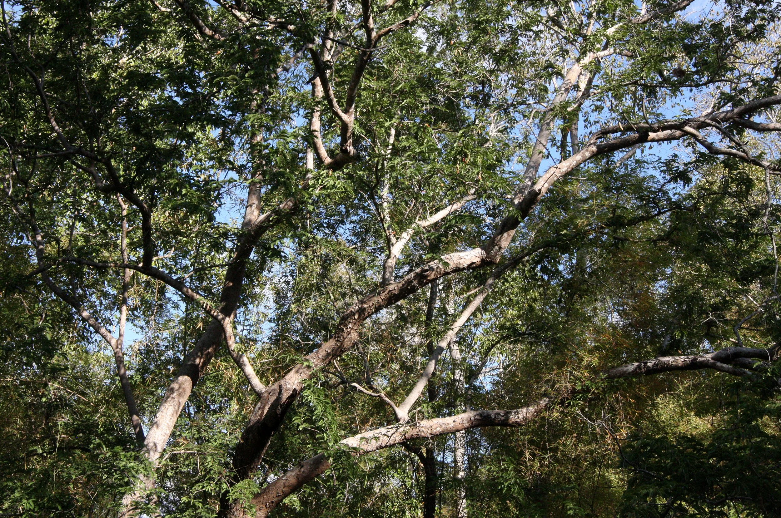 PLANT - TREE SPECIES - KIRINDY NATIONAL PARK MADAGASCAR (13).JPG