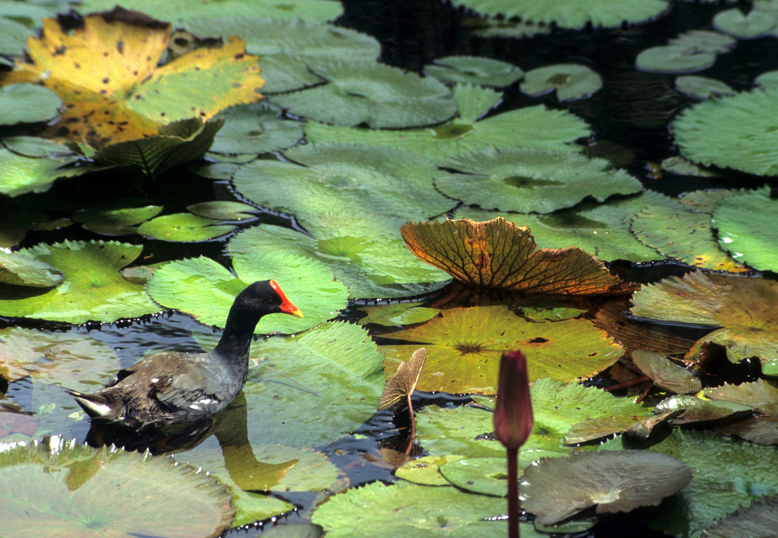 BIRD - COMMON MOORHEN - GALLINULA CHLOROPUS (2).jpg