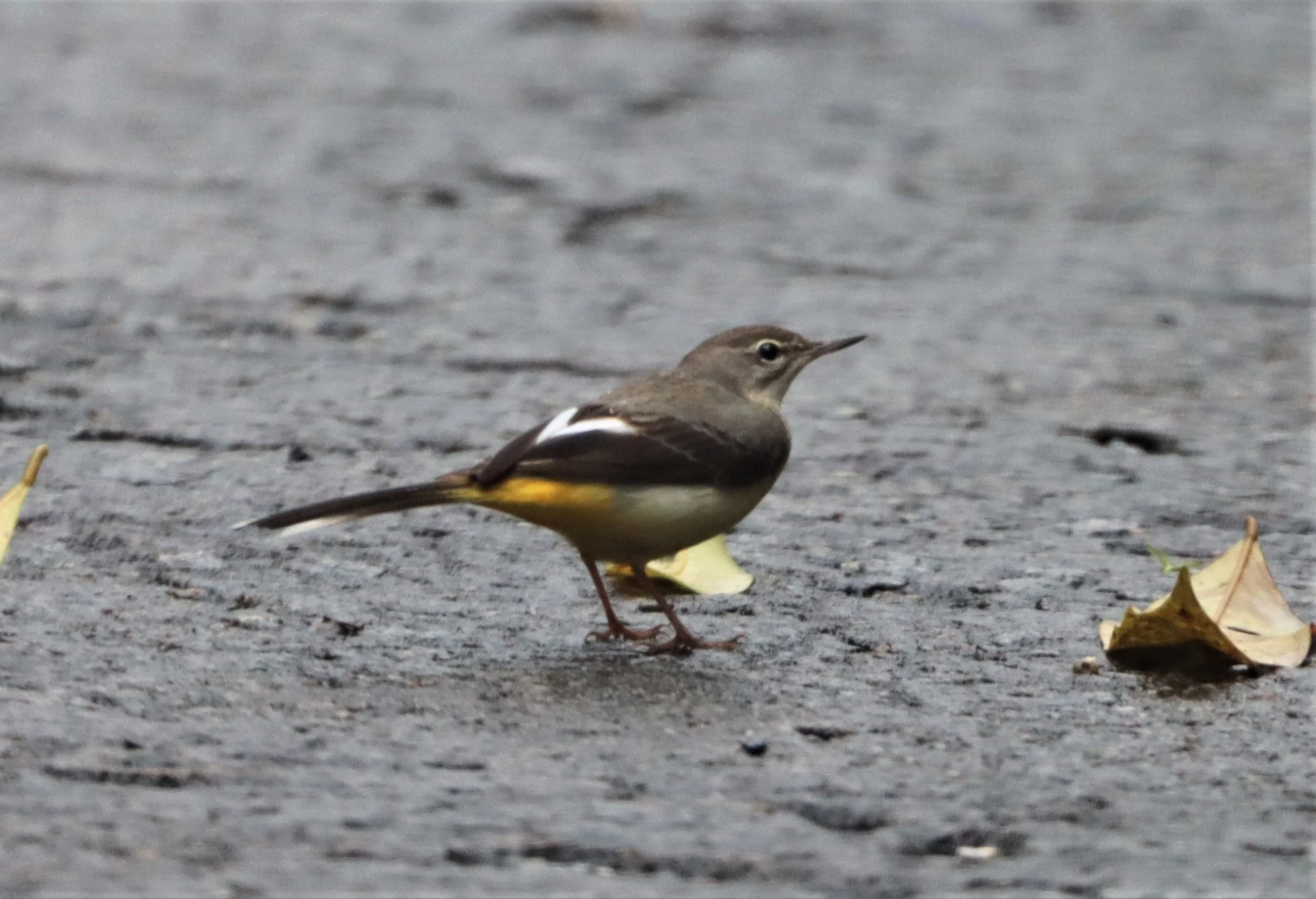 YELLOW WAGTAIL - Motacilla flava - HALA BALA WS (7).jpg