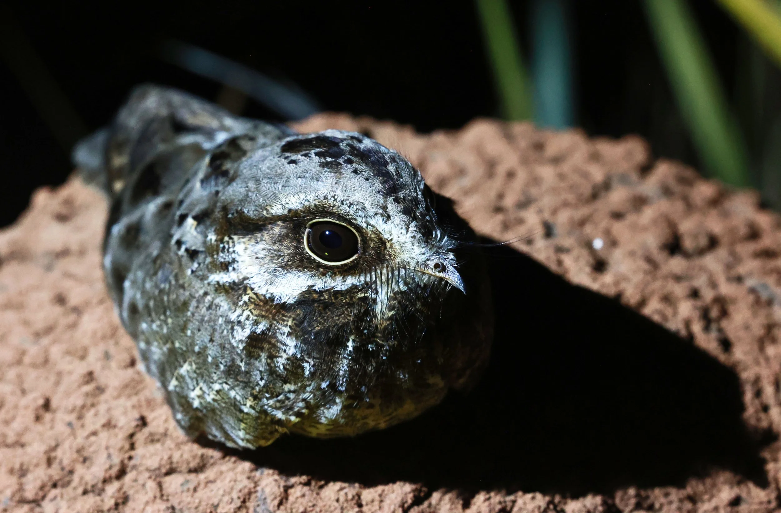 Nightjar - Little Nightjar - Setopagis parvula - Emas National Park, Goias Brazil (29).jpg