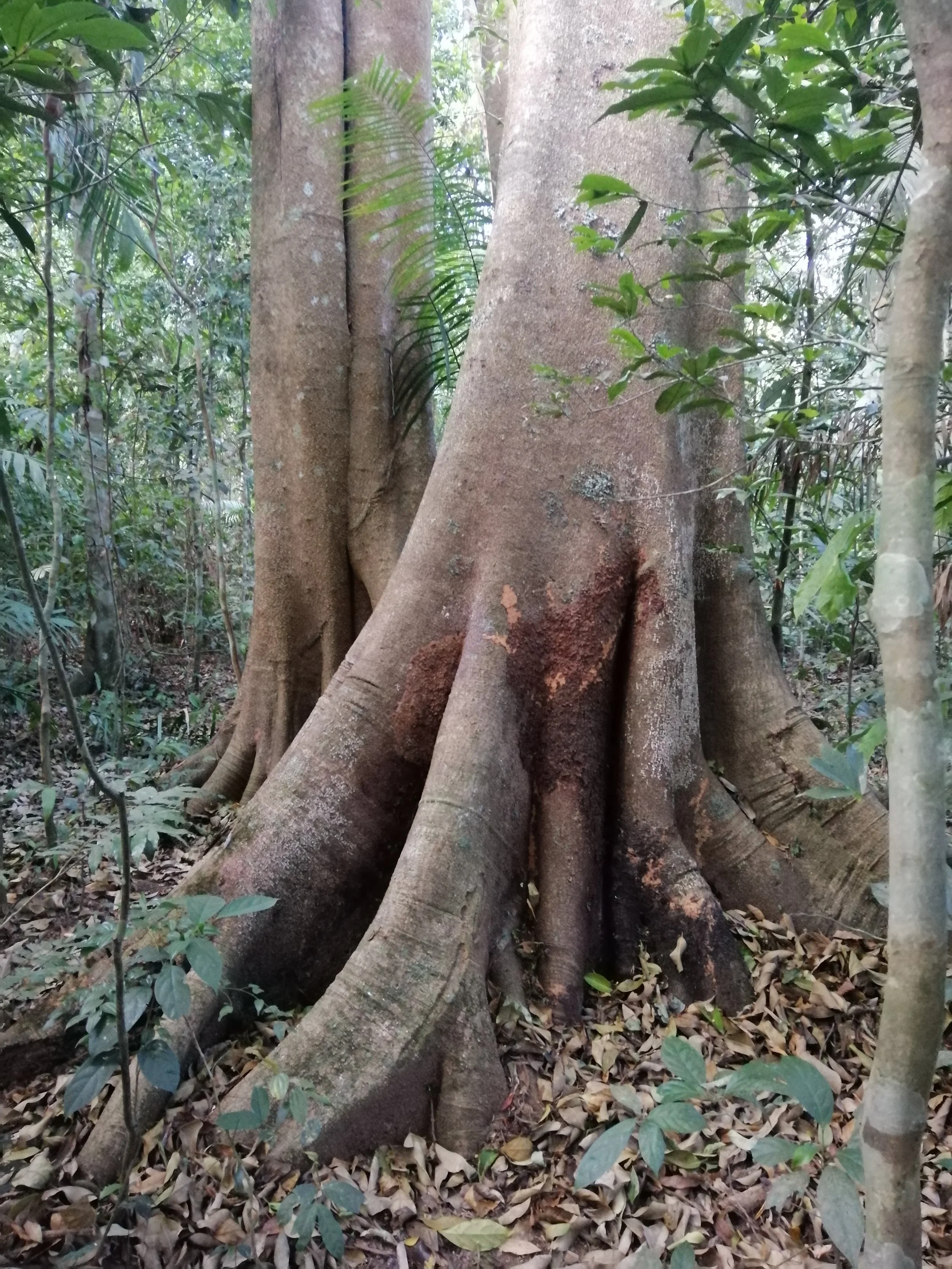 Buttress Roots of a young Tetrameles nudiflora, commonly known in Thailand as the Somphong tree.  