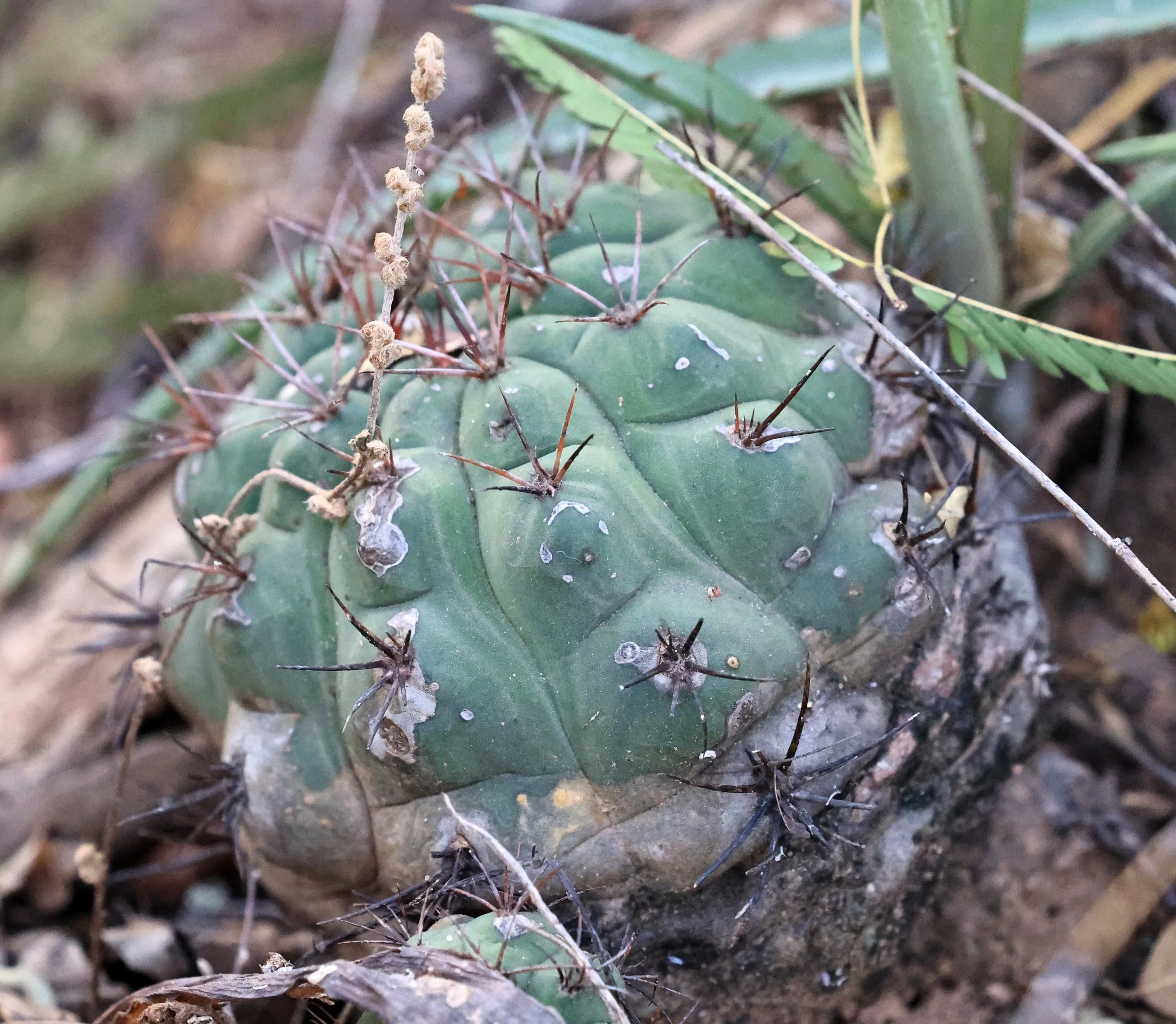 Gymnocalycium eurypleurum