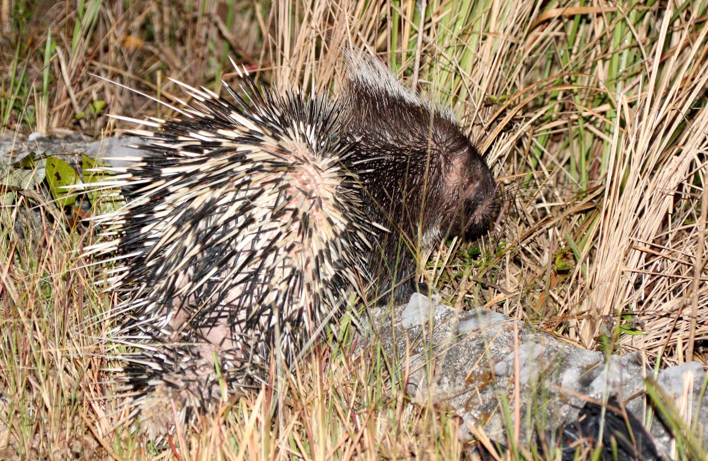 Hystrix brachyura - MALAYAN PORCUPINE - KHAO YAI NP THAILAND (90).JPG