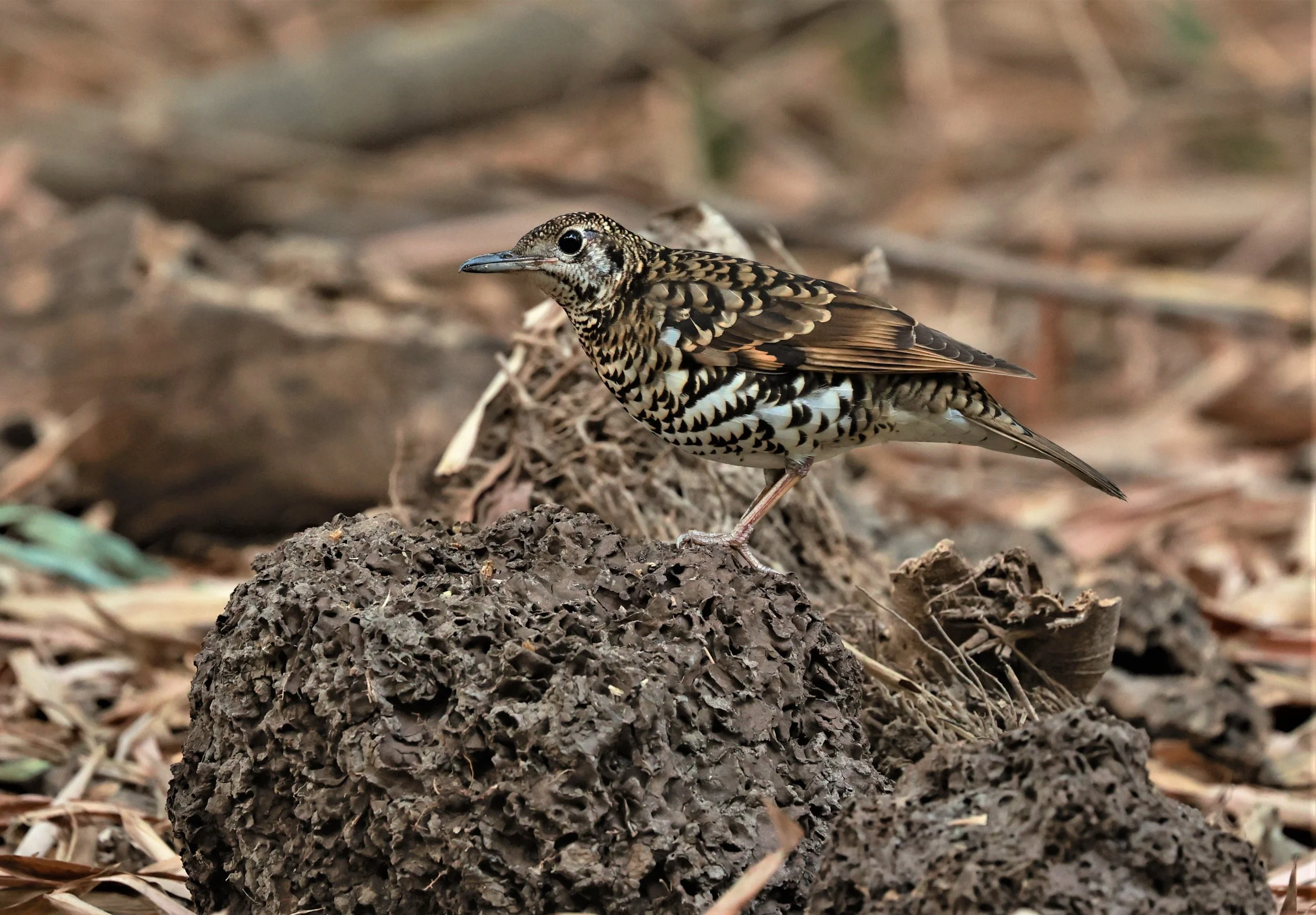 White's Thrush (Zoothera aurea) Putthamonthon Park Nakhon Pathom Thailand (126).jpg