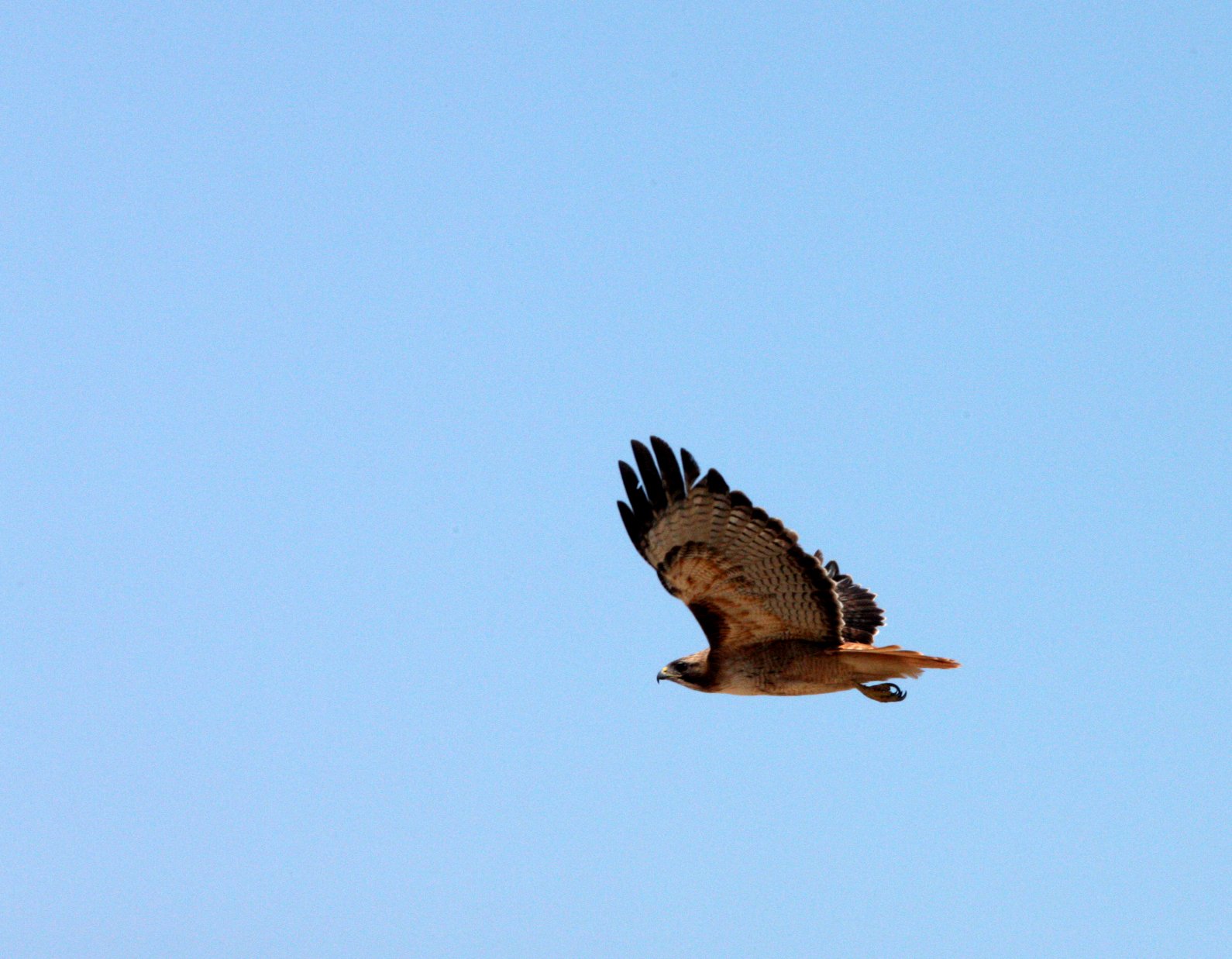Buteo jamaicensis - RED-TAILED HAWK - KERN NATIONAL WILDLIFE REFUGE CALIFORNIA (5).JPG