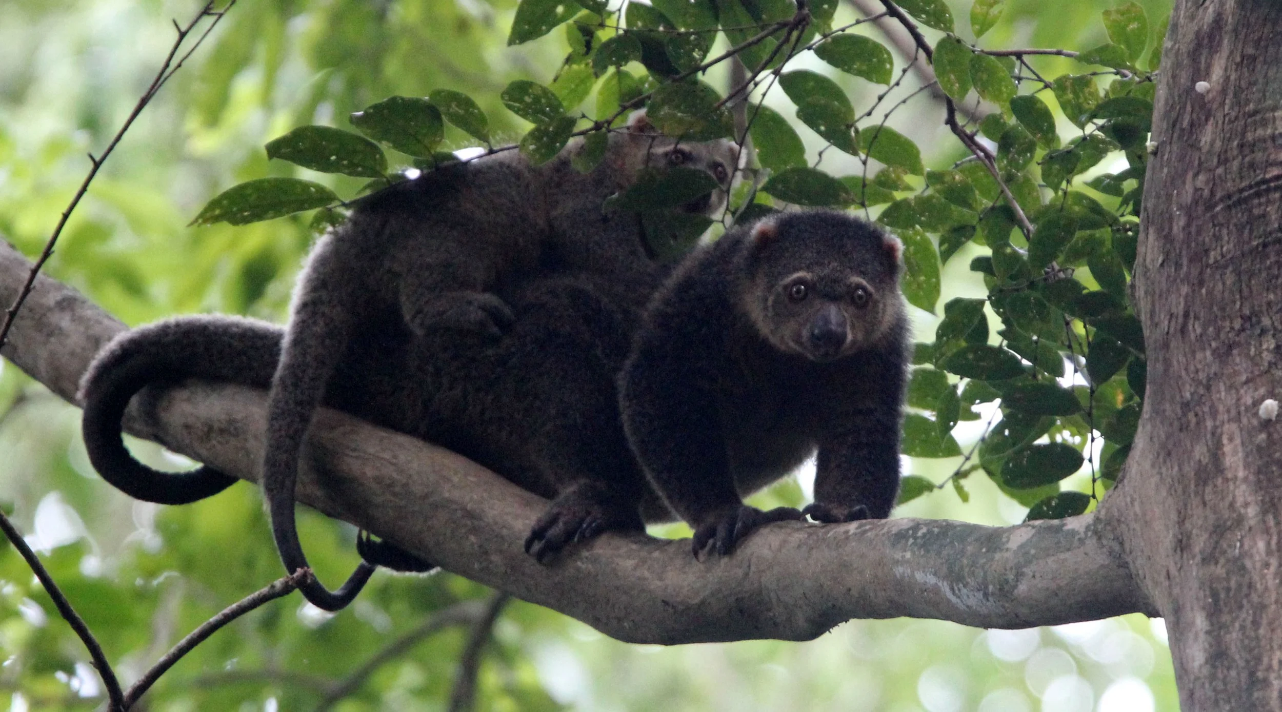 Ailurops ursinus - BEAR CUSCUS - MARSUPALIA - TANGKOKO NATIONAL PARK SULAWESI INDONESIA (34).JPG