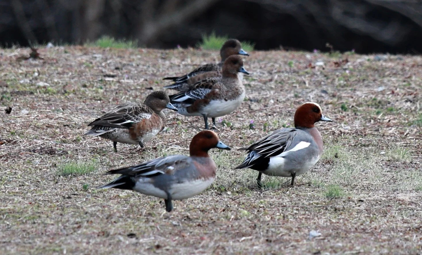Eurasian wigeon (Mareca penelope) Izumi Crane Park & Center, Izumi Kagoshima Kyushu Japan (7).jpg