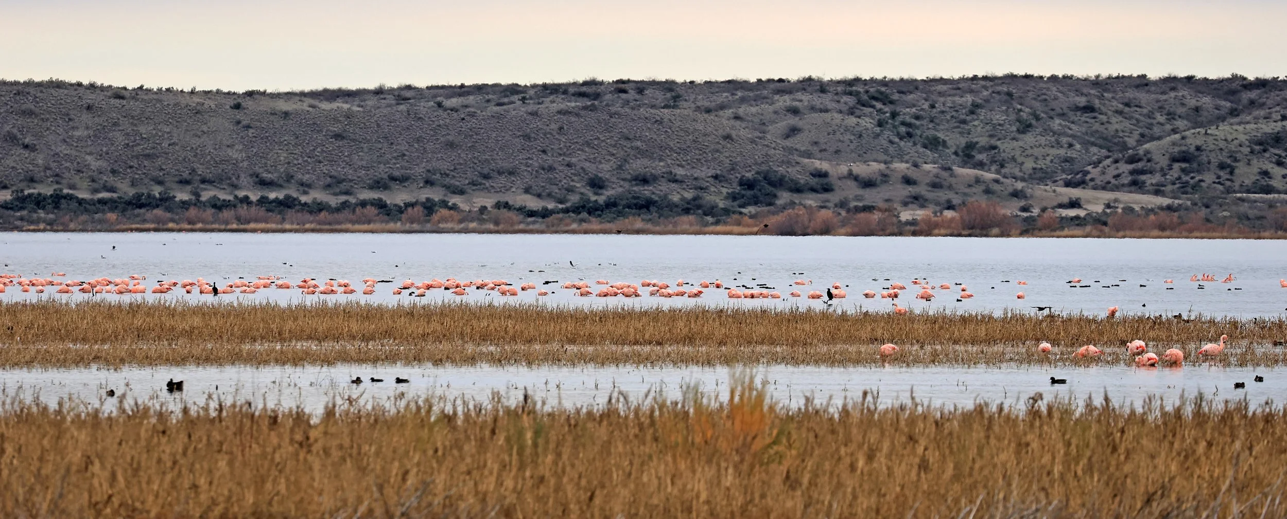 Chilean Flamingo (Phoenicopterus chilensis) Lagunas del Ornitólogo, Trelew Argentina (80).jpg