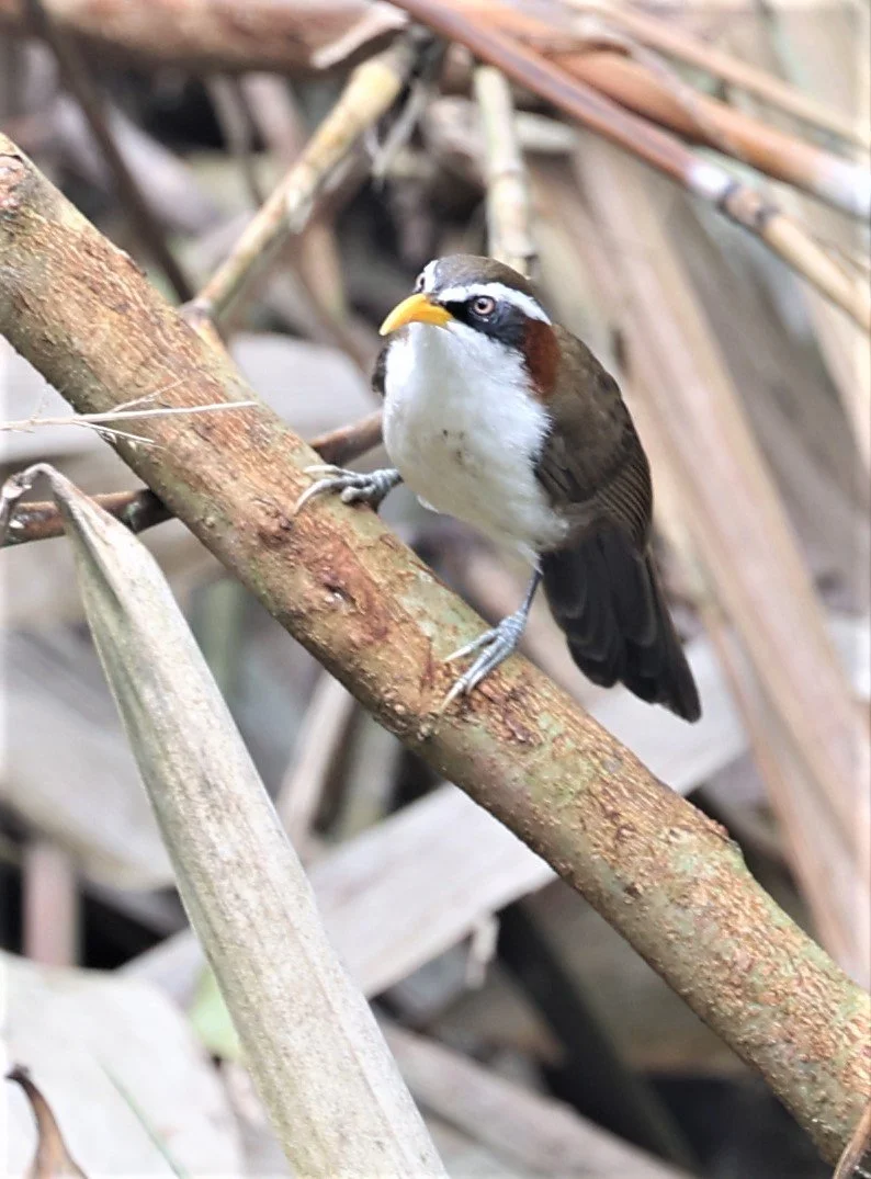 SCIMITAR BABBLER - WHITE-BROWED SCIMITAR BABBLER - Pomatorhinus schisticeps - KAENG KRACHAN PHANOEN THUNG 26 NOV 2021 (3).jpg