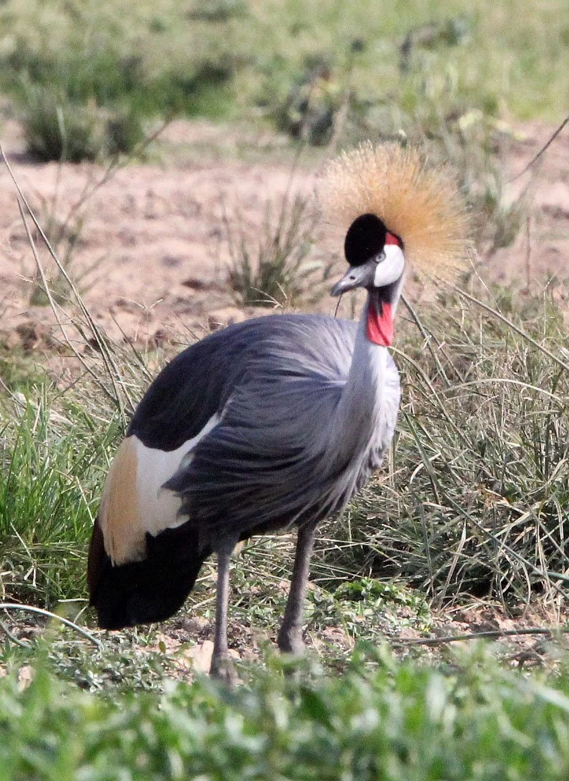 Balearica regulorum - GREY CROWNED CRANE - QUEEN ELIZABETH NP UGANDA (59).JPG