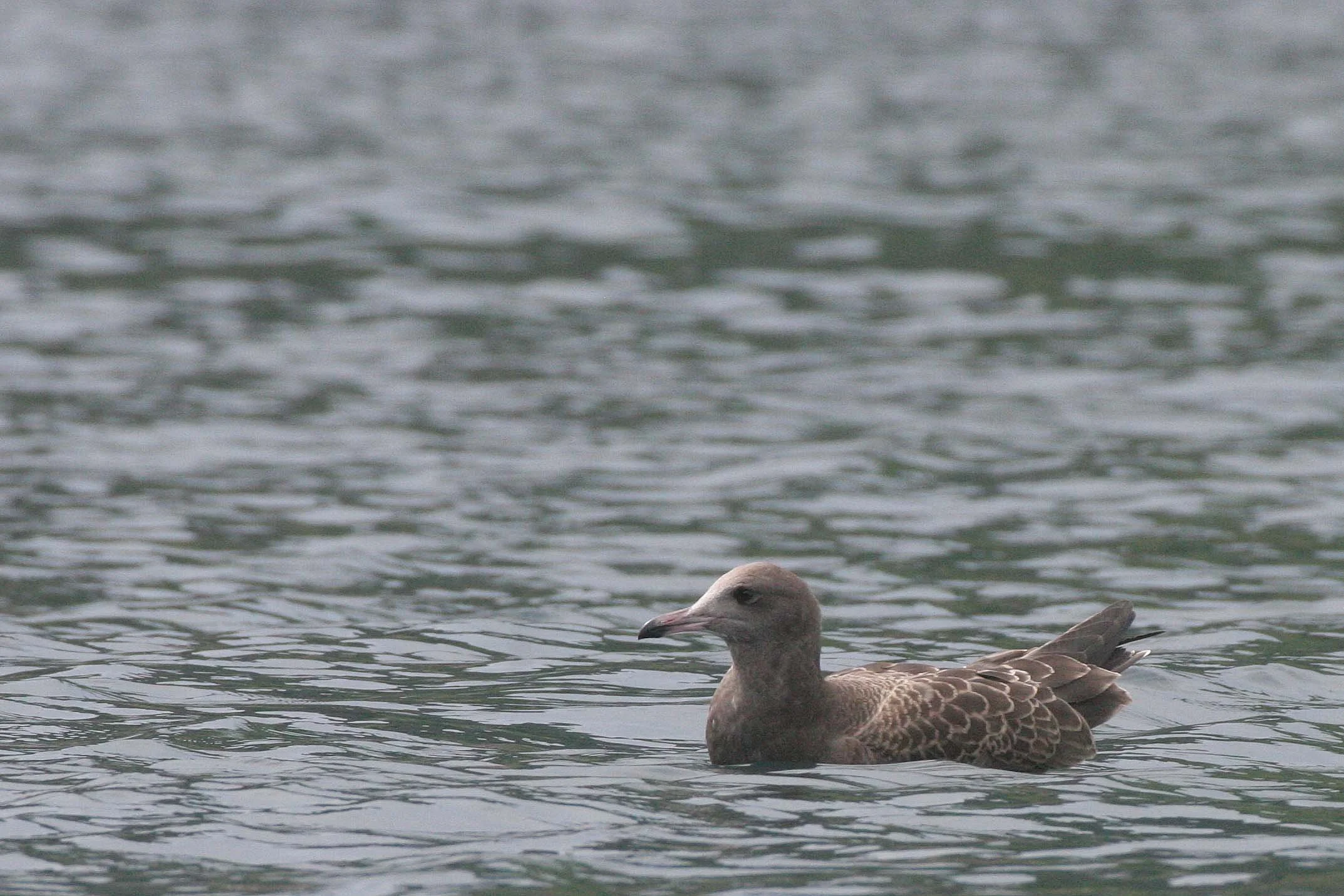 Cepphus carbo - SPECTACLED GUILLEMOT - MONERON ISLAND RUSSIA (33).jpg