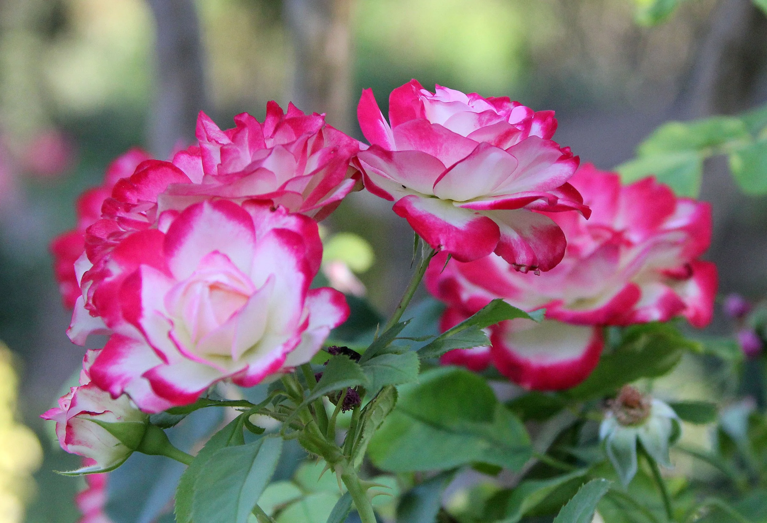 GRANADA SPAIN (62).JPG