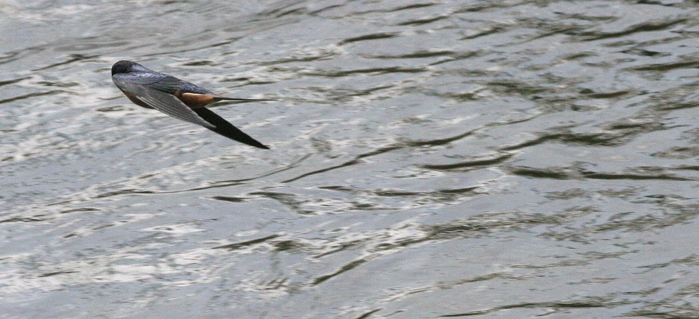 Barn Swallow (Hirundo rustica) Morse Creek Mouth Olympic Peninsula Washington (3).JPG