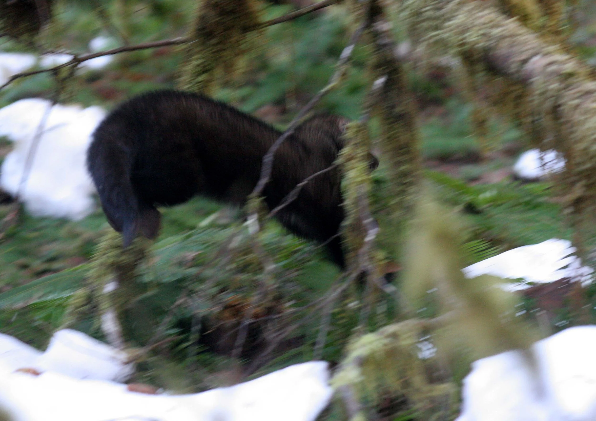 MUSTELID - FISHER - RELEASE IN HOH RAINFORET - JAN 17 2009 (38).JPG