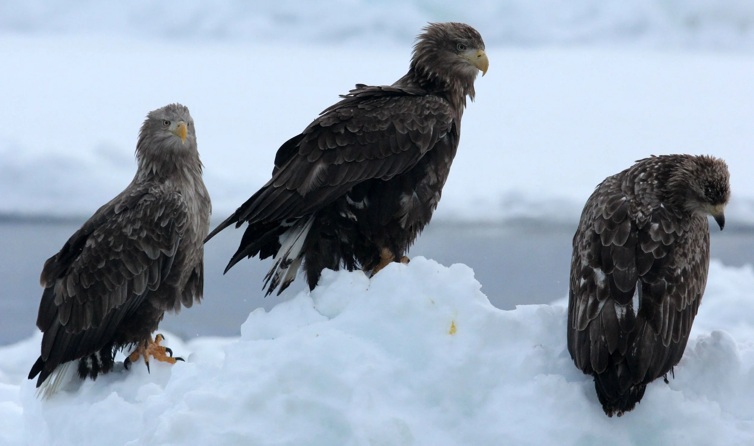BIRD - EAGLE - WHITE-TAILED EAGLE - RAUSU, SHIRETOKO PENINSULA, HOKKAIDO JAPAN (7).JPG